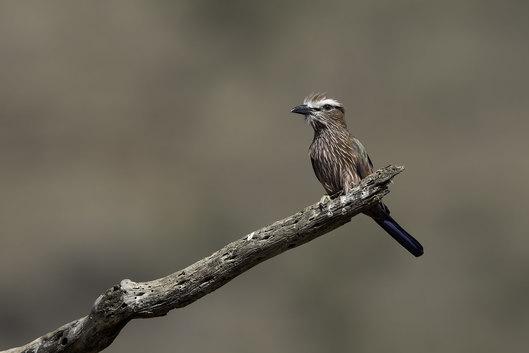 Canon EOS-1D X + Canon EF 600mm F4L IS II USM sample photo. Purple roller photography