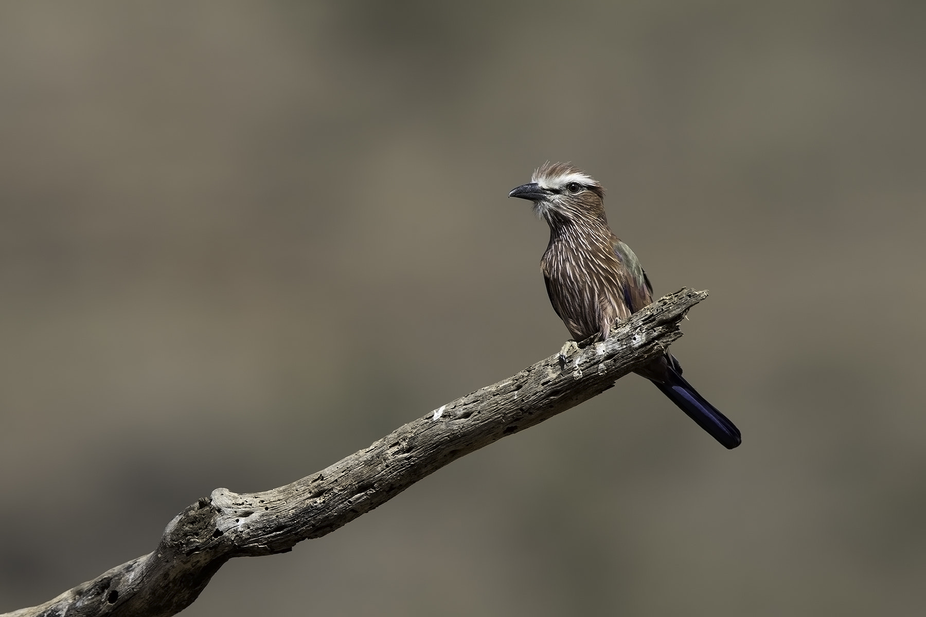 Canon EF 600mm F4L IS II USM sample photo. Purple roller photography
