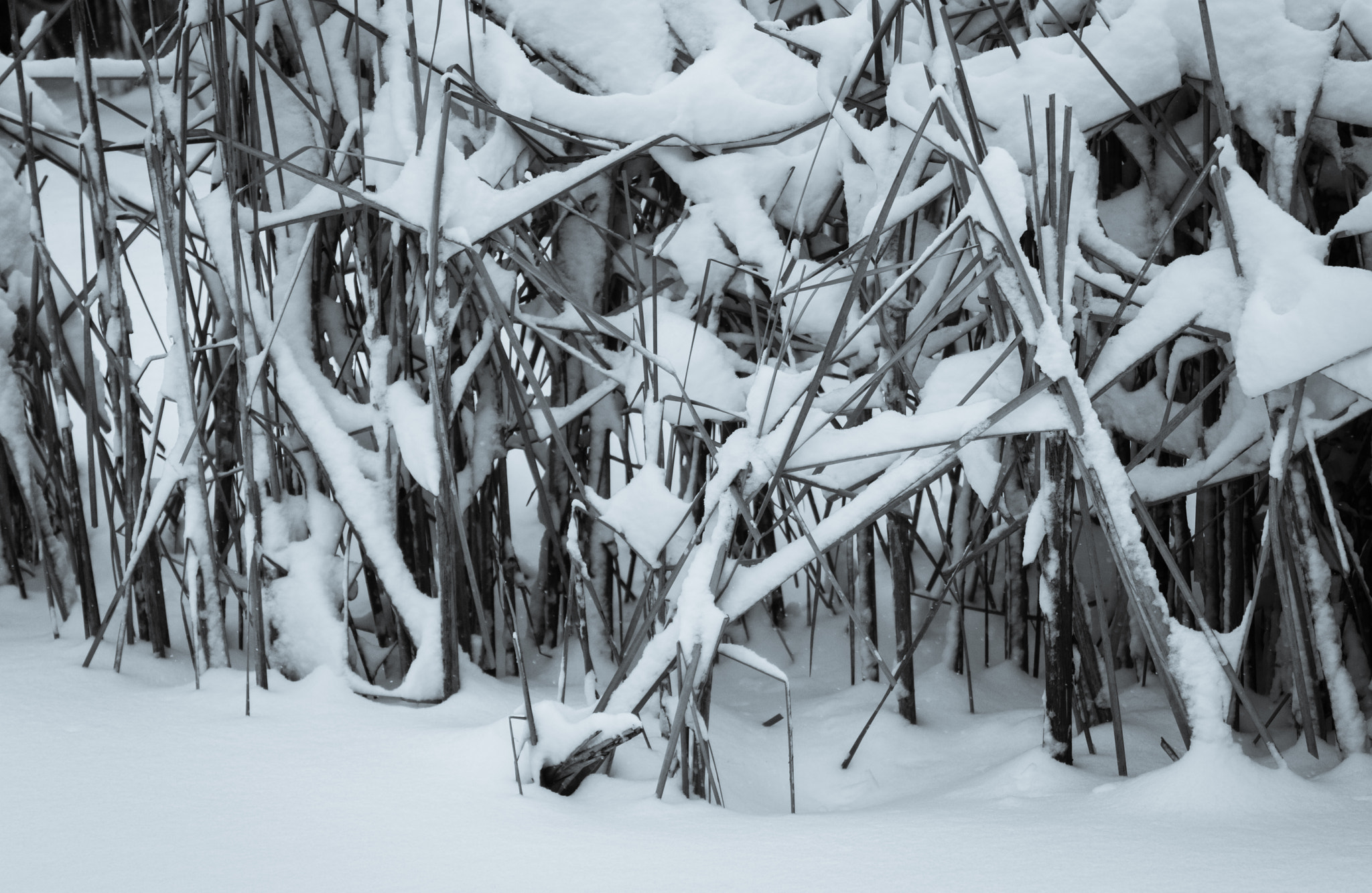 Tamron SP 35mm F1.8 Di VC USD sample photo. Heavy snow on reeds photography