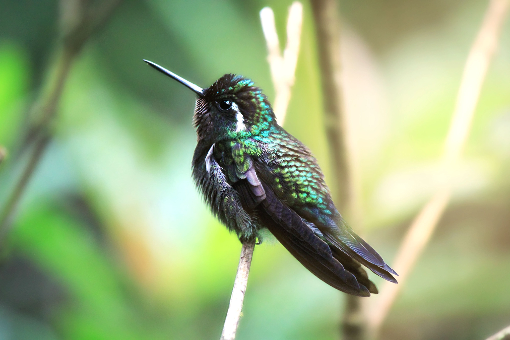 Canon EOS 500D (EOS Rebel T1i / EOS Kiss X3) sample photo. Hummingbird gem photography