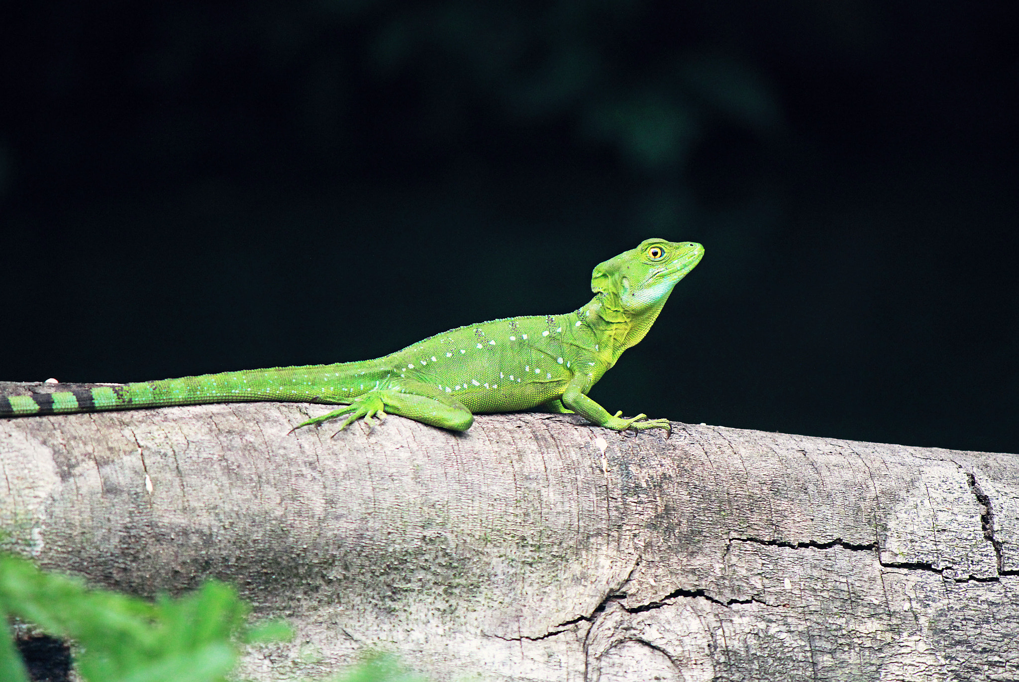 Canon EOS 500D (EOS Rebel T1i / EOS Kiss X3) sample photo. Emerald basilisk photography