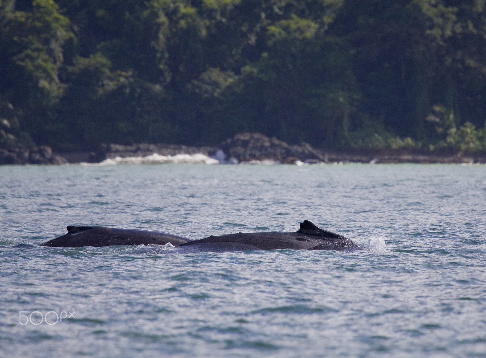 Canon EF 100-400mm F4.5-5.6L IS USM sample photo. Cruzing photography