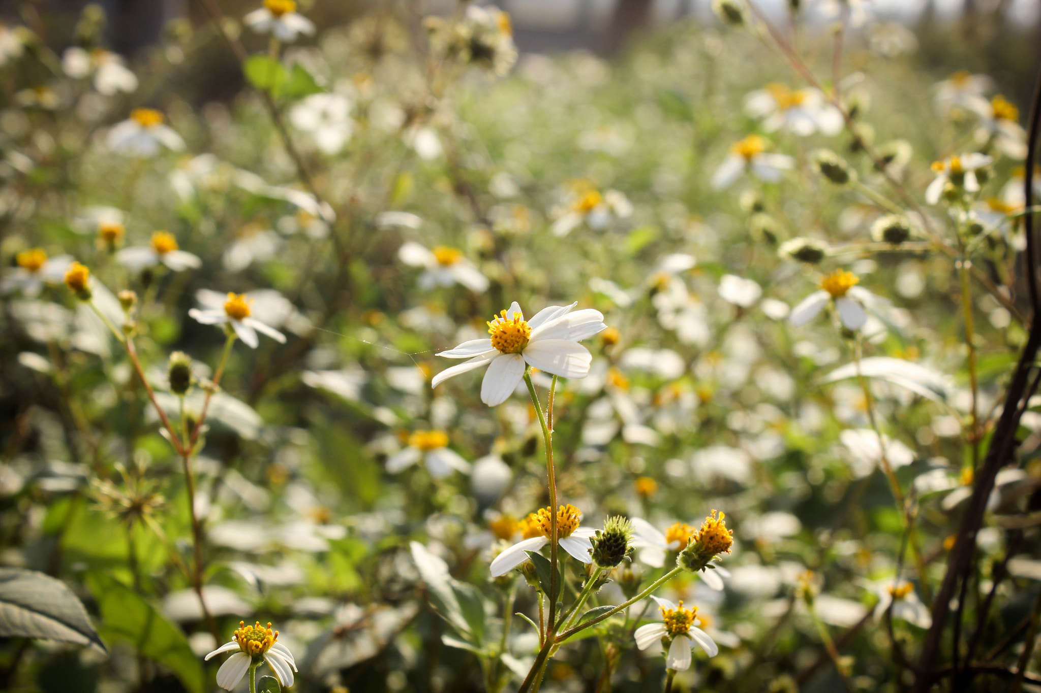 Canon EOS 550D (EOS Rebel T2i / EOS Kiss X4) sample photo. Flower spring photography