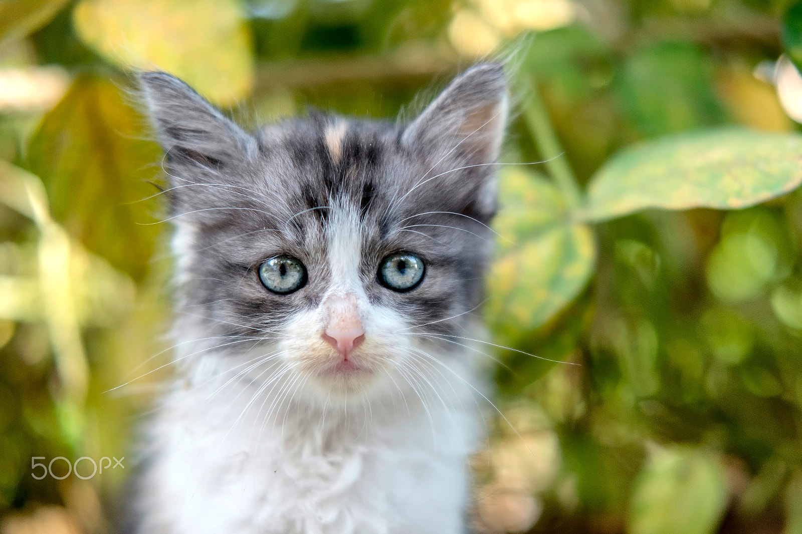 Fujifilm X-M1 + Fujifilm XF 35mm F2 R WR sample photo. Portrait photo of cute white and black cat photography