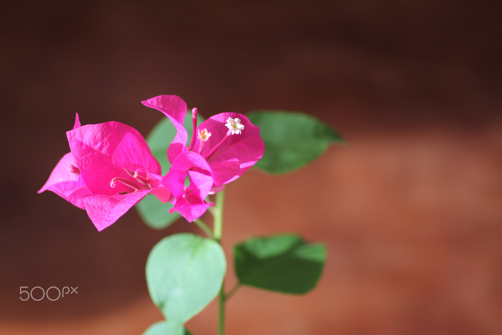 Canon EOS 7D + Tamron SP AF 90mm F2.8 Di Macro sample photo. Bougainvillea photography