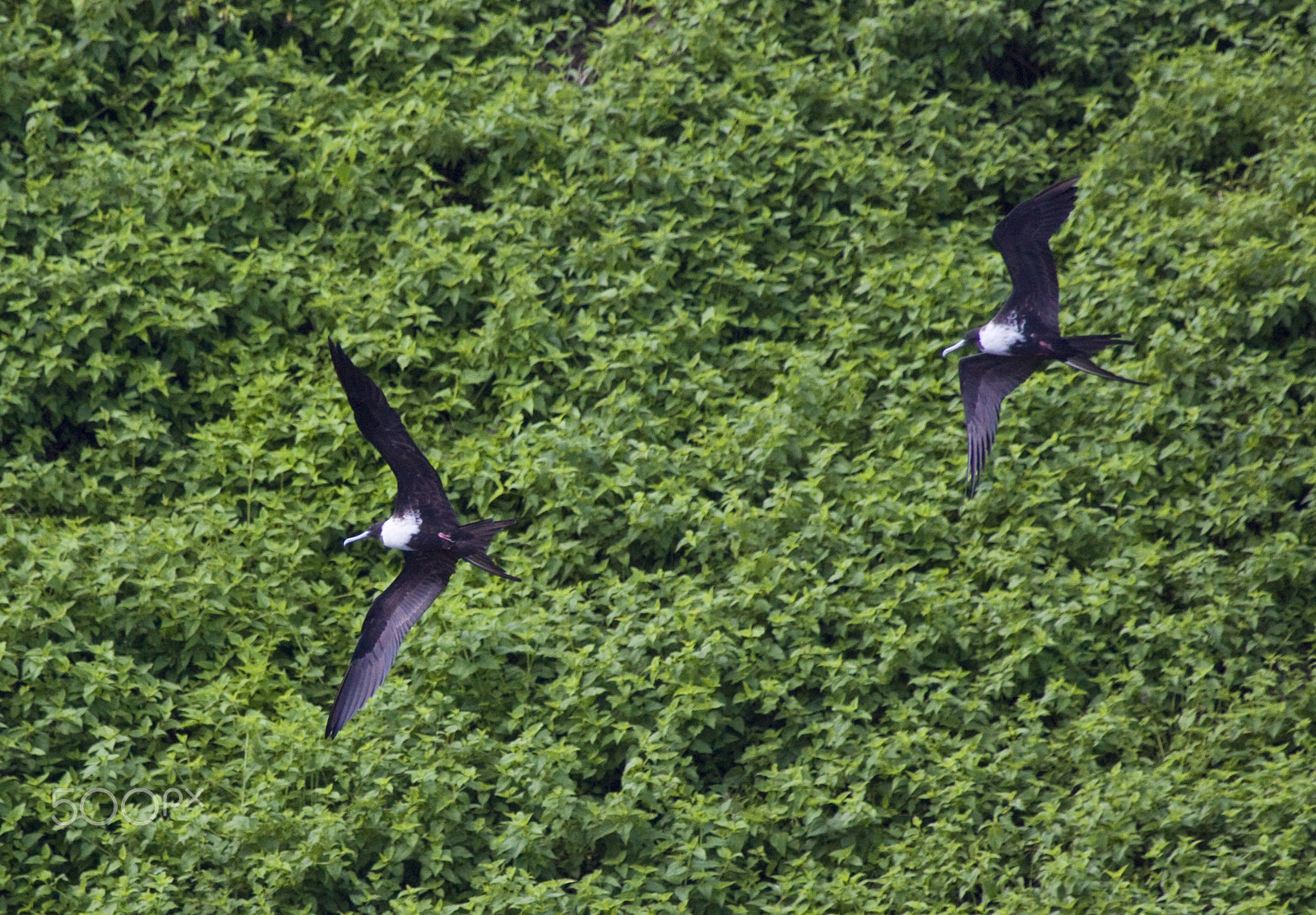 Canon EF 100-400mm F4.5-5.6L IS USM sample photo. In the breeze photography