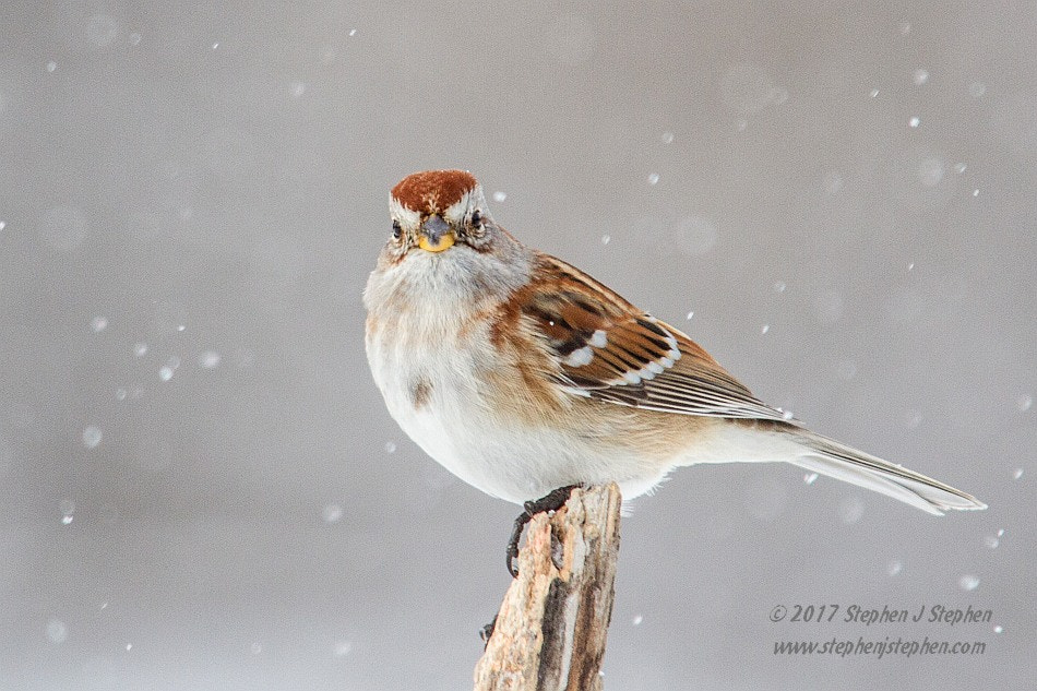 Canon EF 70-200mm F2.8L USM sample photo. "dusting of snow" photography