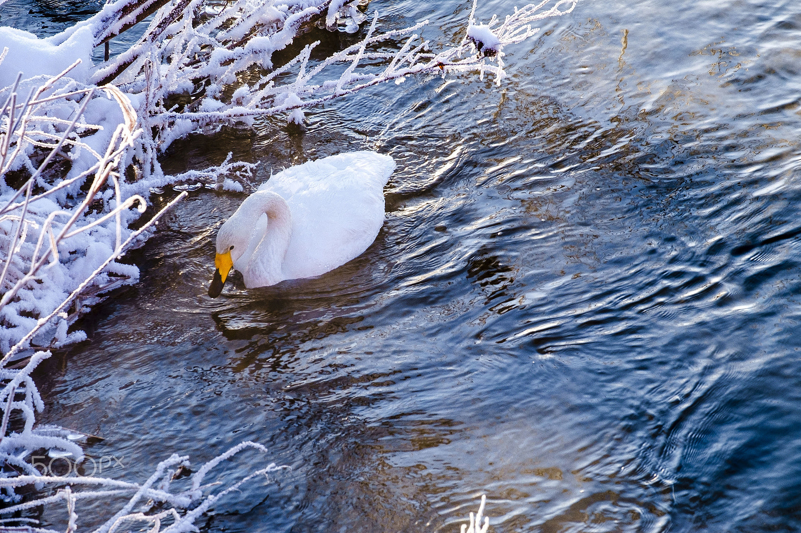 Fujifilm XF 55-200mm F3.5-4.8 R LM OIS sample photo. Snow swan photography