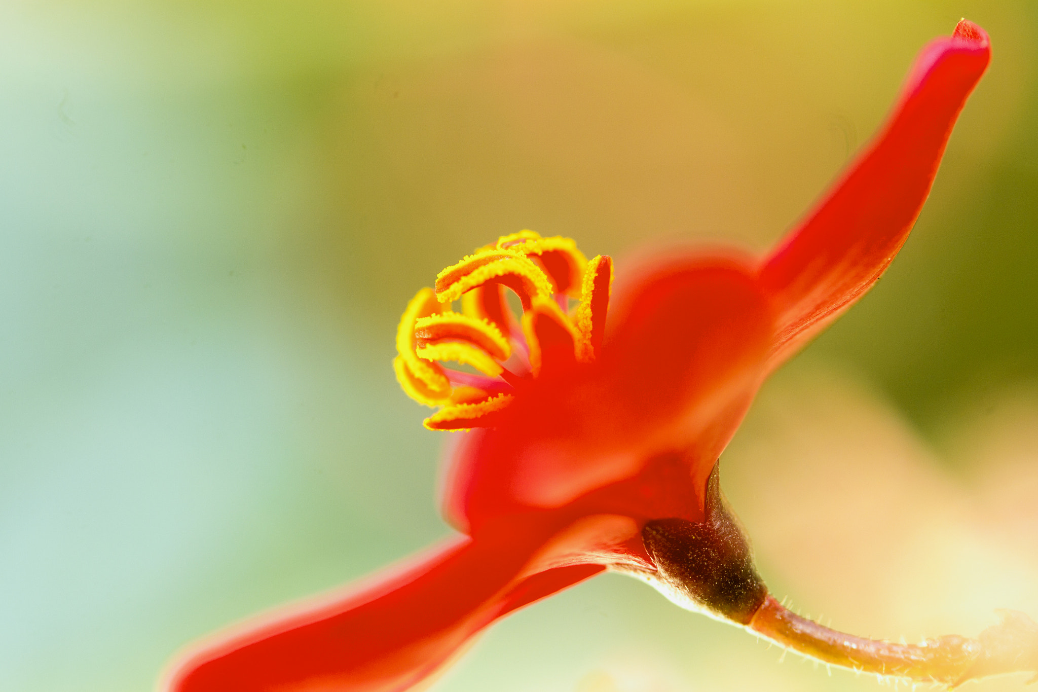 Canon EF-S 60mm F2.8 Macro USM sample photo. Red petals and yellow stamen photography