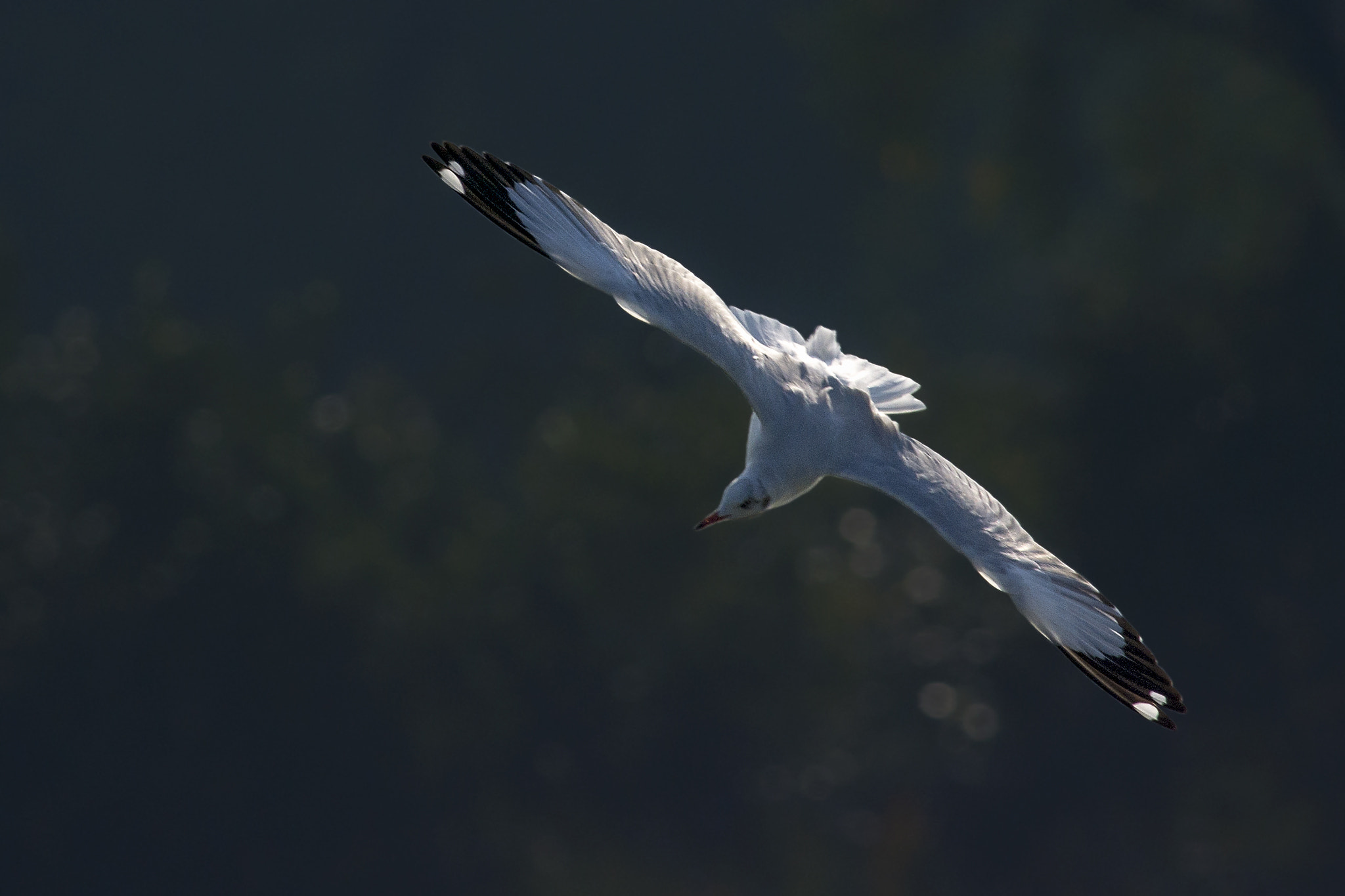 Nikon D7200 + Nikon AF-S Nikkor 300mm F4D ED-IF sample photo. Seagull photography