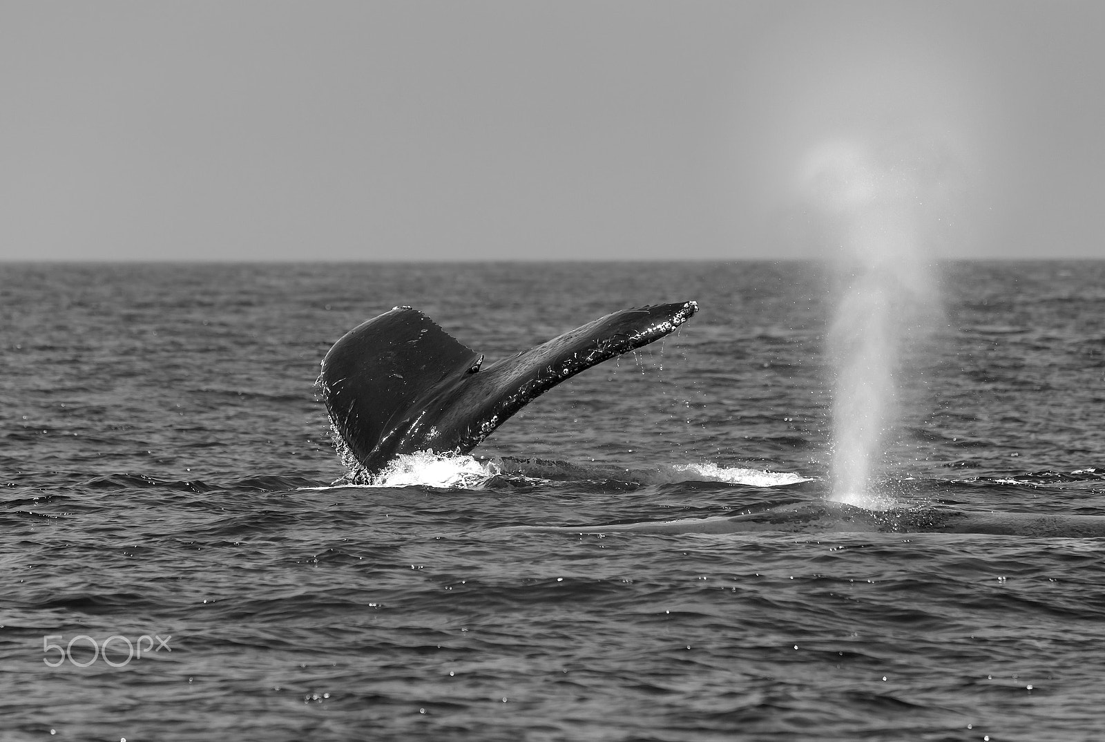 Nikon D4 sample photo. Diving and blowing whales photography