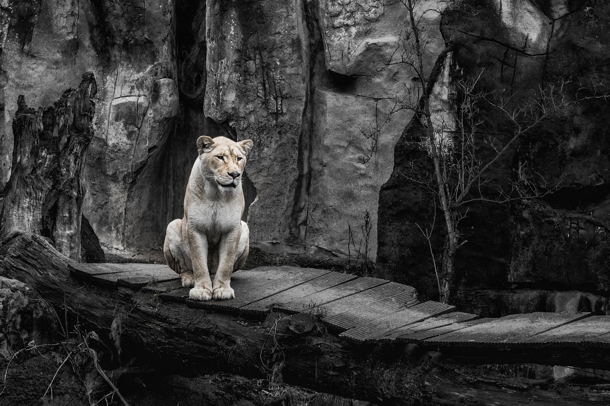 Pentax K-3 + Pentax smc DA 50mm F1.8 sample photo. The king !! photography