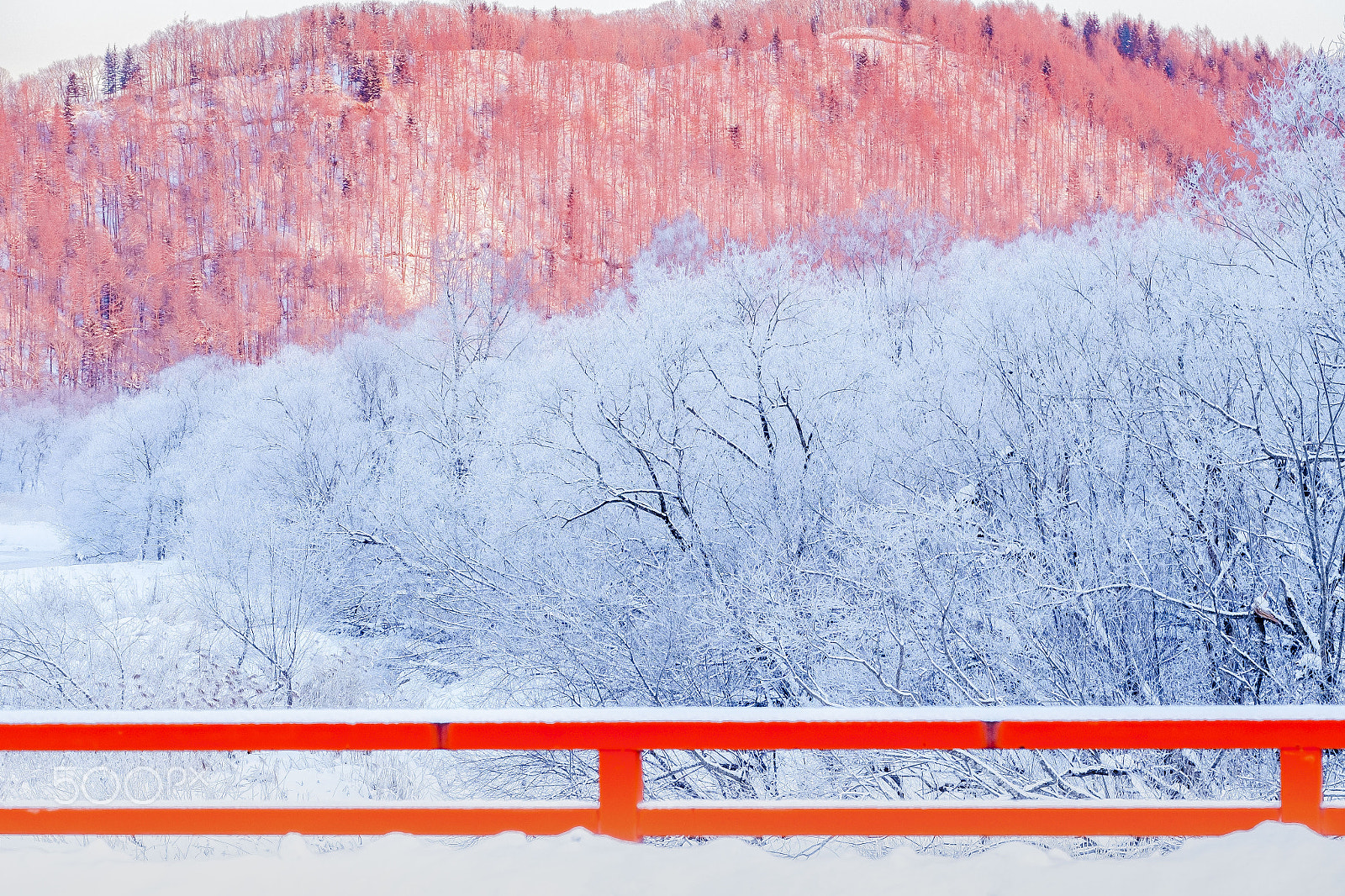 Fujifilm XF 55-200mm F3.5-4.8 R LM OIS sample photo. Pink trees photography