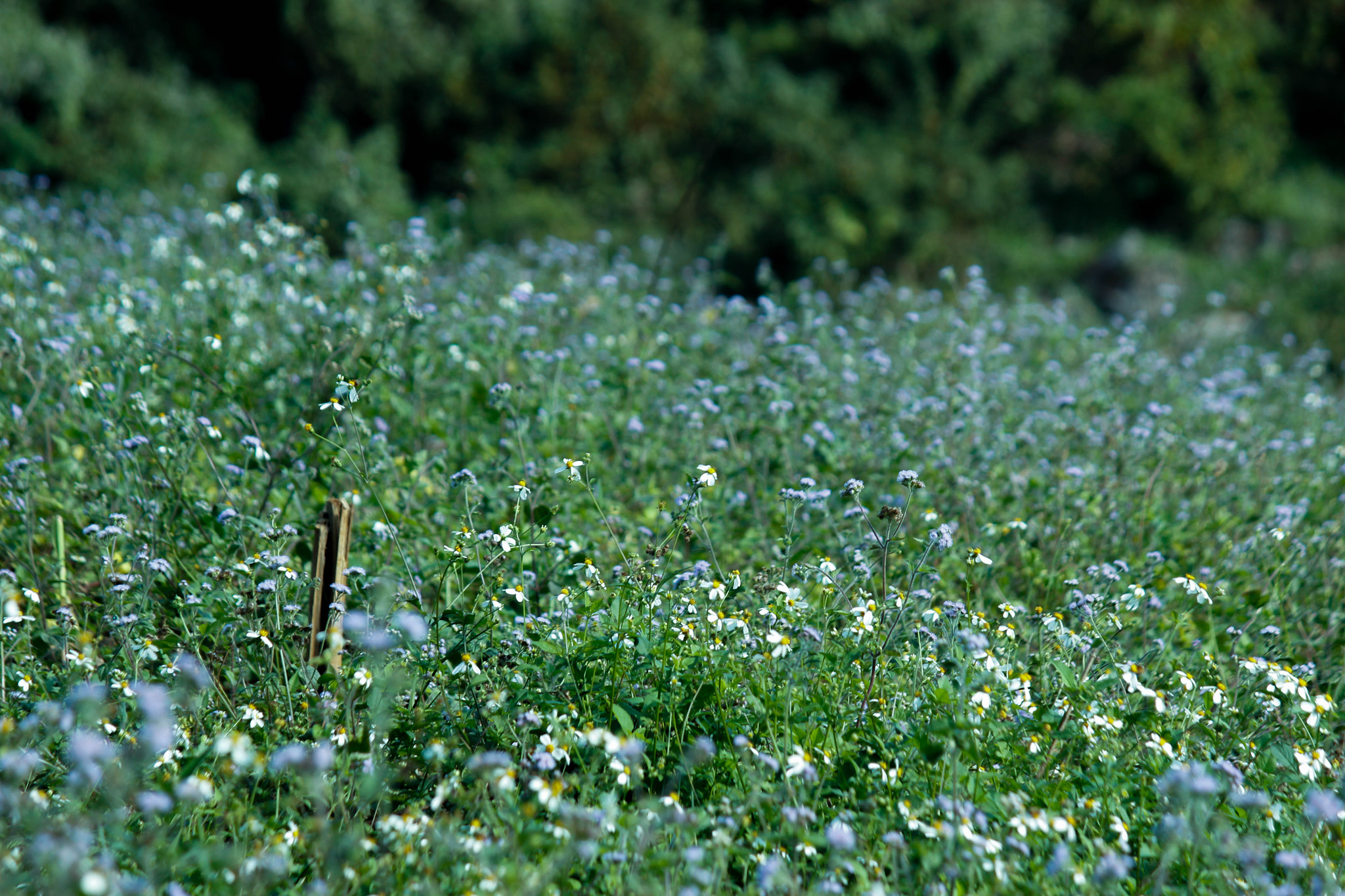 Canon EOS 550D (EOS Rebel T2i / EOS Kiss X4) sample photo. Five color flower photography