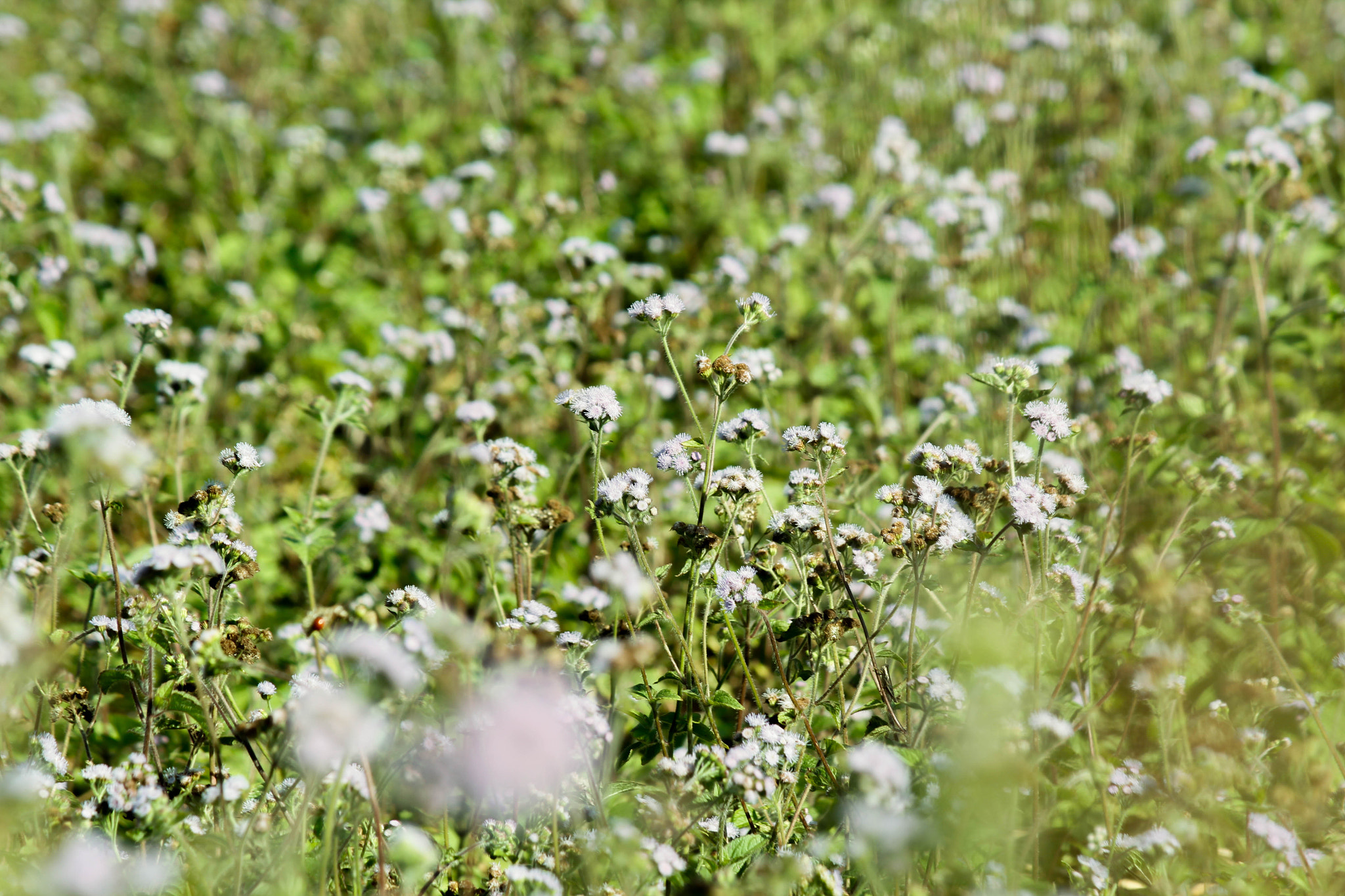 Canon EOS 550D (EOS Rebel T2i / EOS Kiss X4) sample photo. Five color flower photography