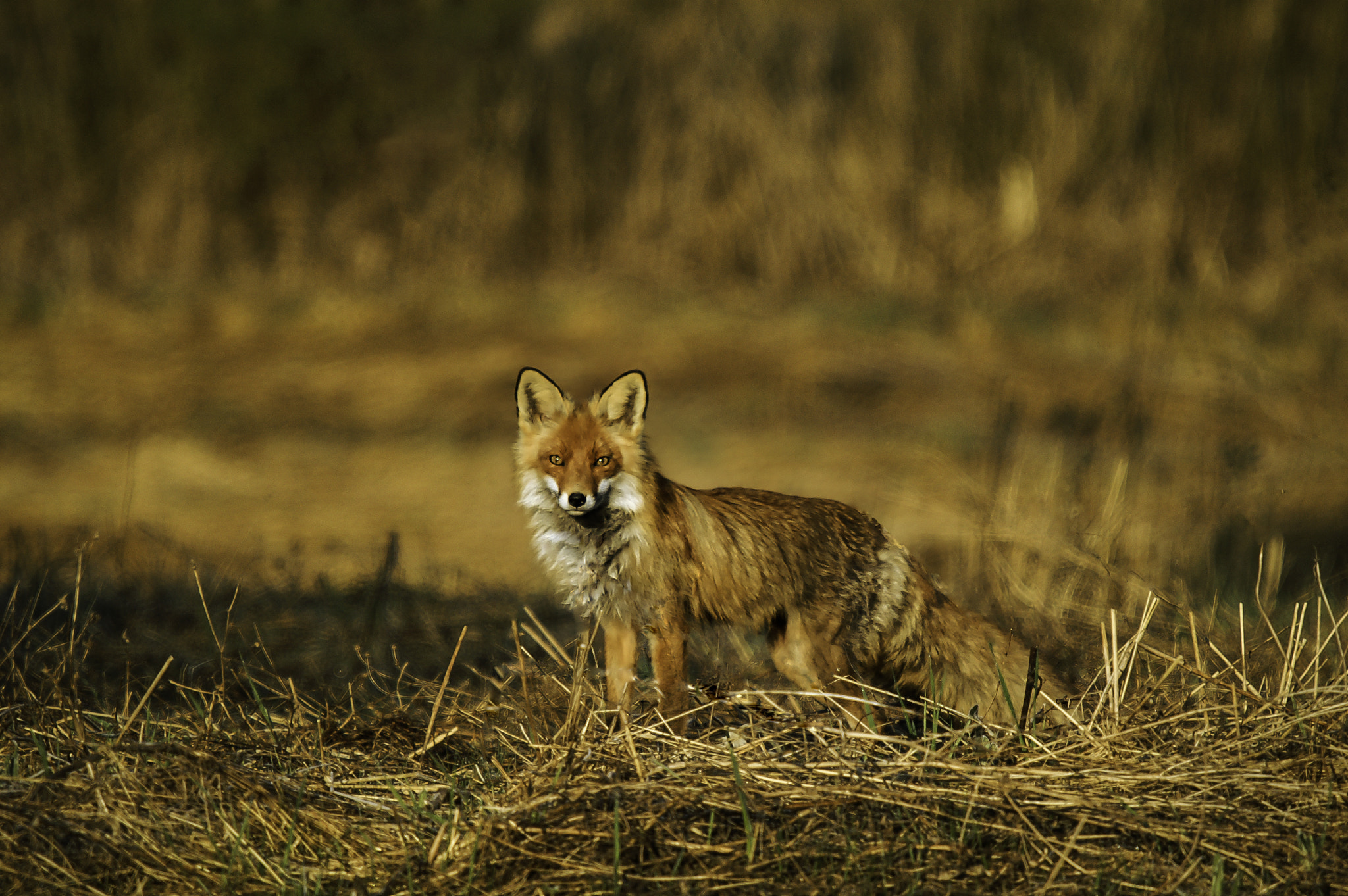 KONICA MINOLTA DYNAX 5D sample photo. Fox photography