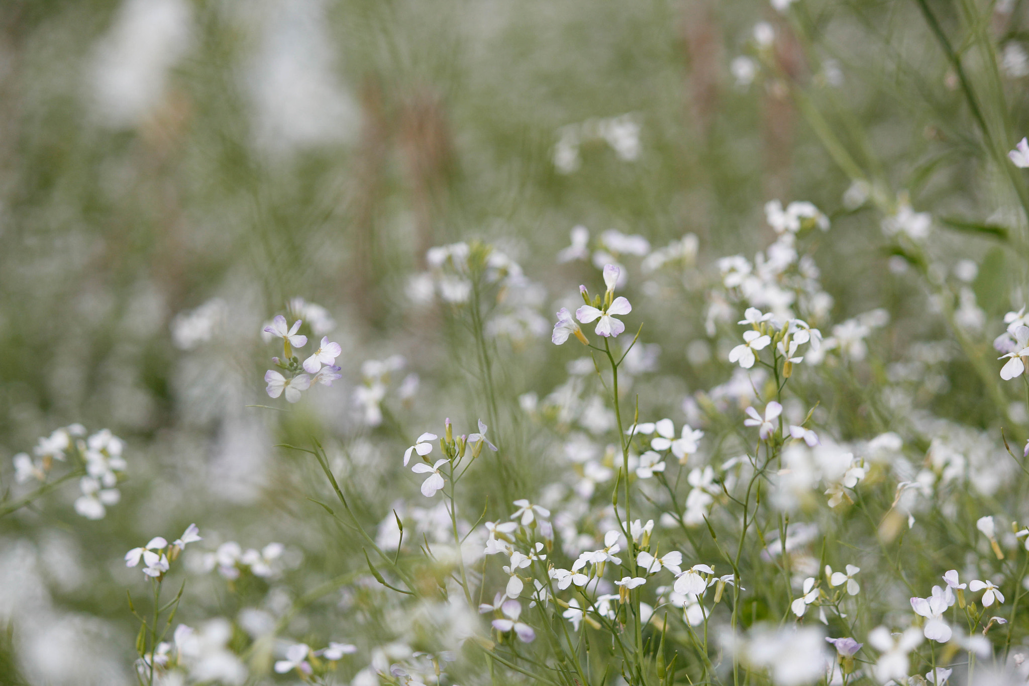 Canon EOS 550D (EOS Rebel T2i / EOS Kiss X4) sample photo. Borecole flower photography
