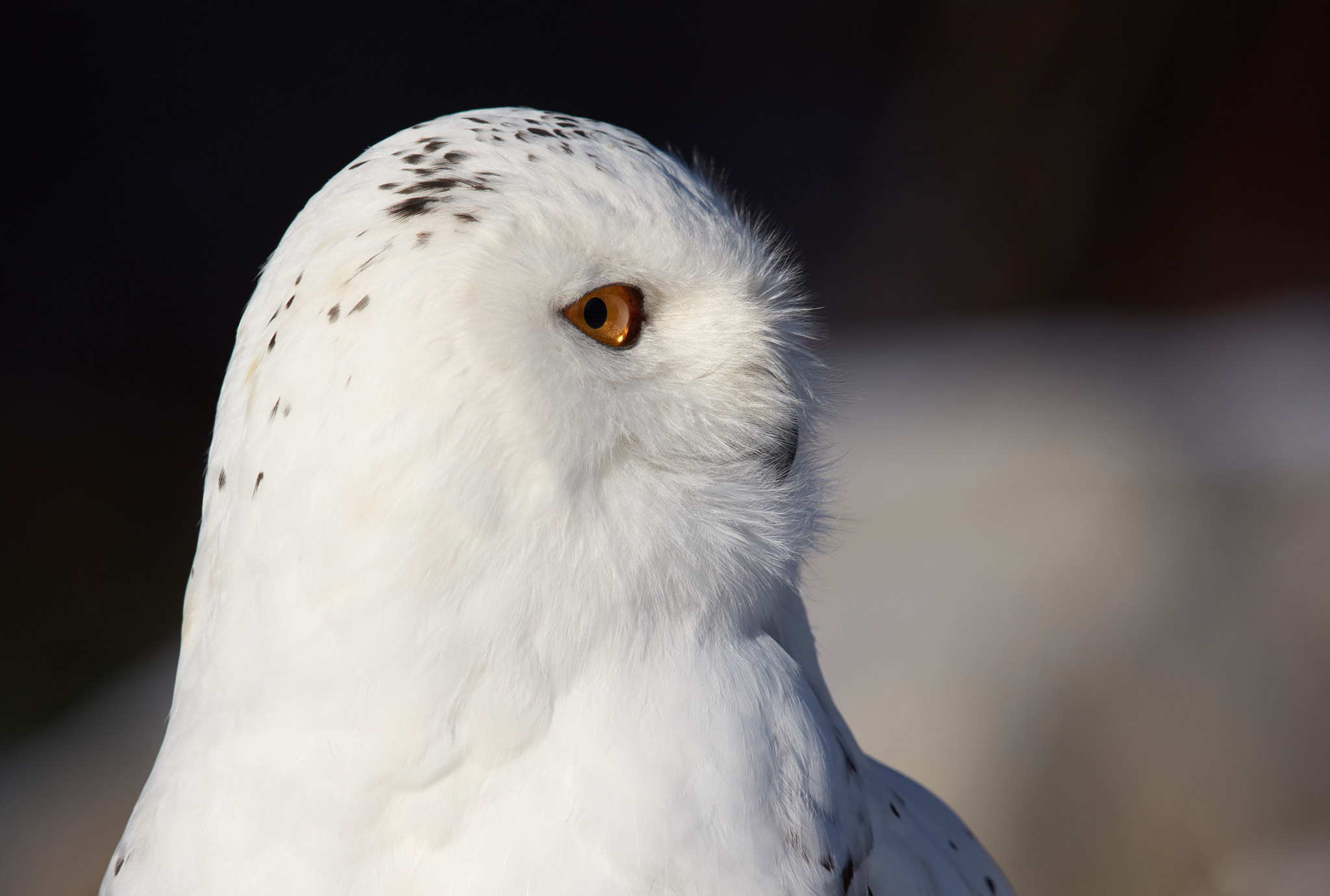 Canon EF 600mm F4L IS II USM sample photo