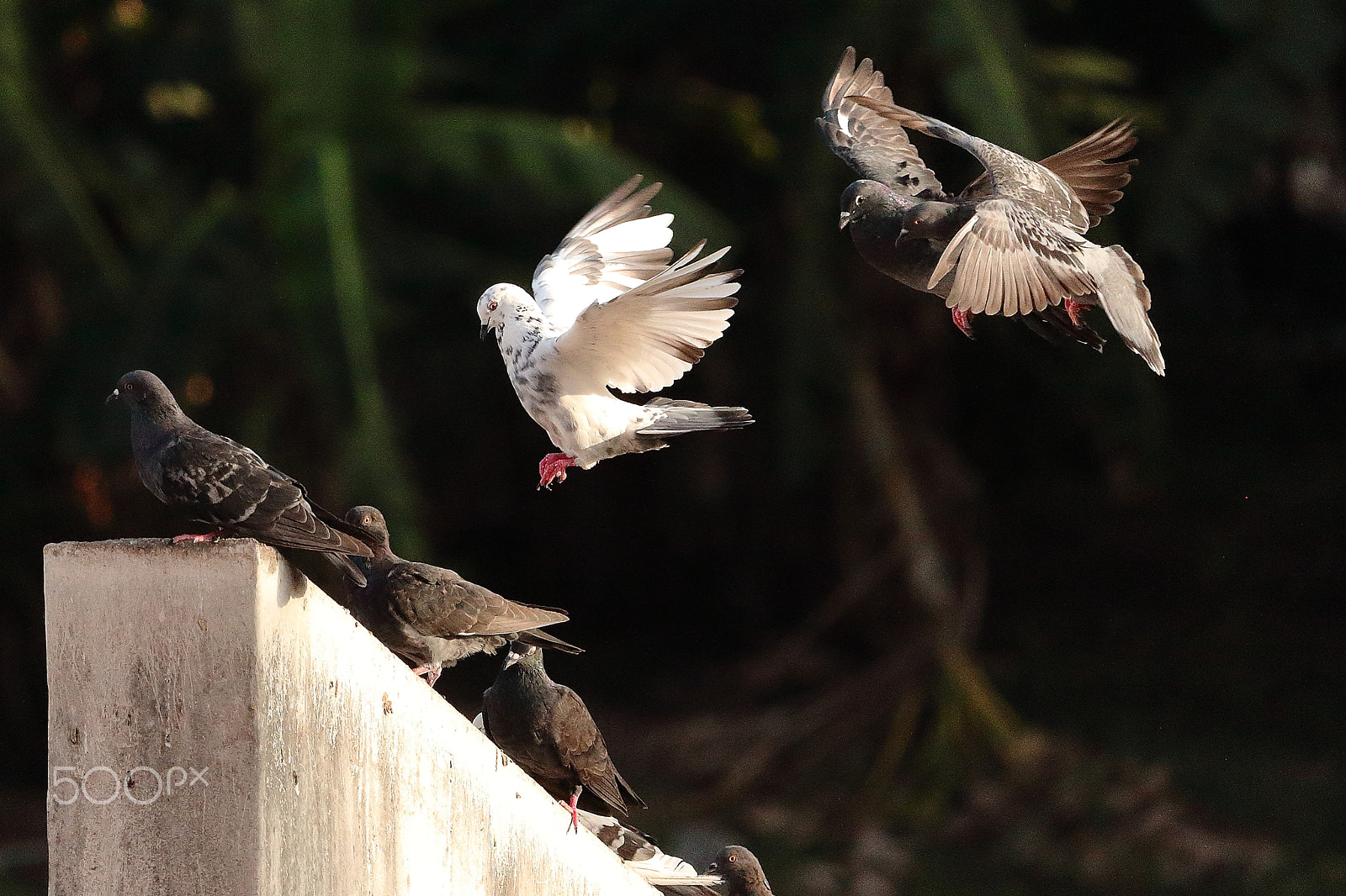 Canon EF-S 55-250mm F4-5.6 IS STM sample photo. Casual landings photography