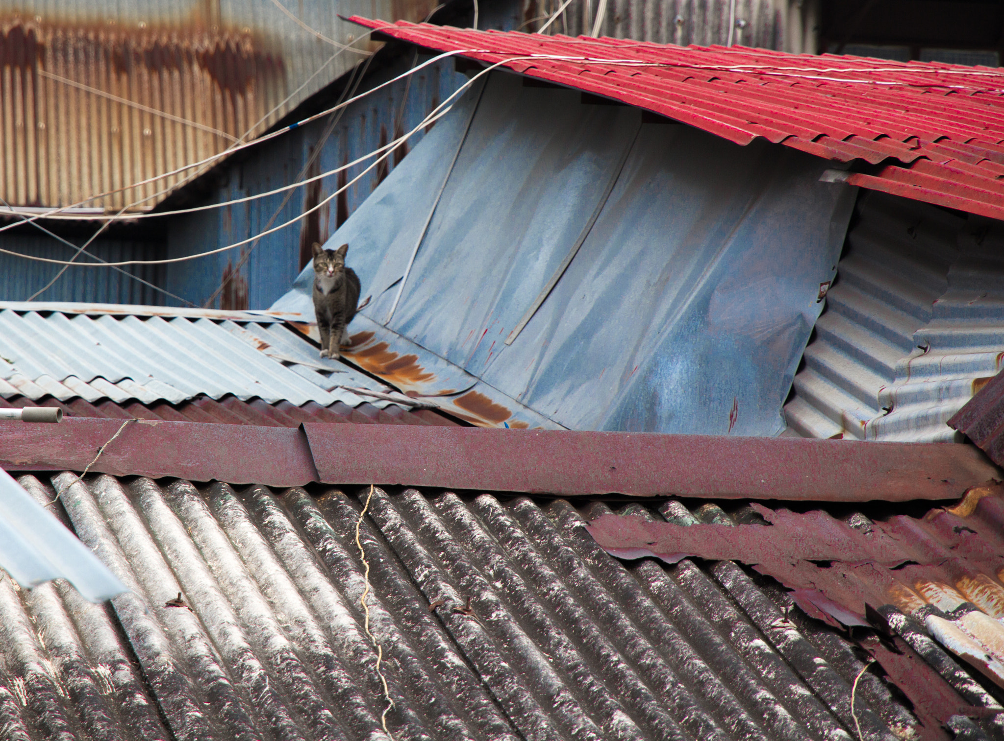 Canon EOS 650D (EOS Rebel T4i / EOS Kiss X6i) sample photo. Lone survivor photography