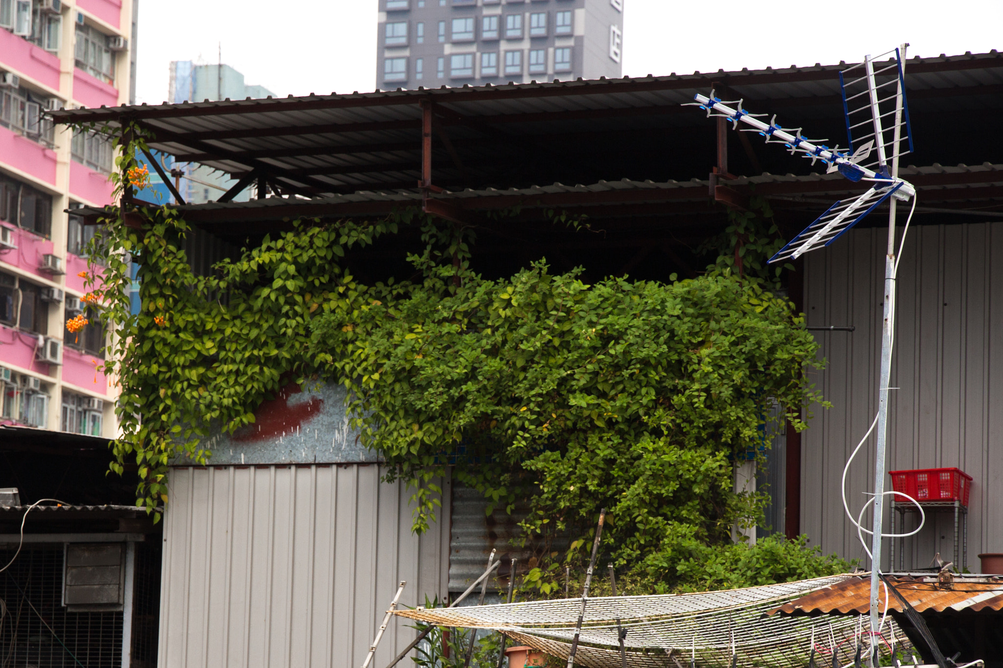 Canon EOS 650D (EOS Rebel T4i / EOS Kiss X6i) sample photo. Leafy suburb photography