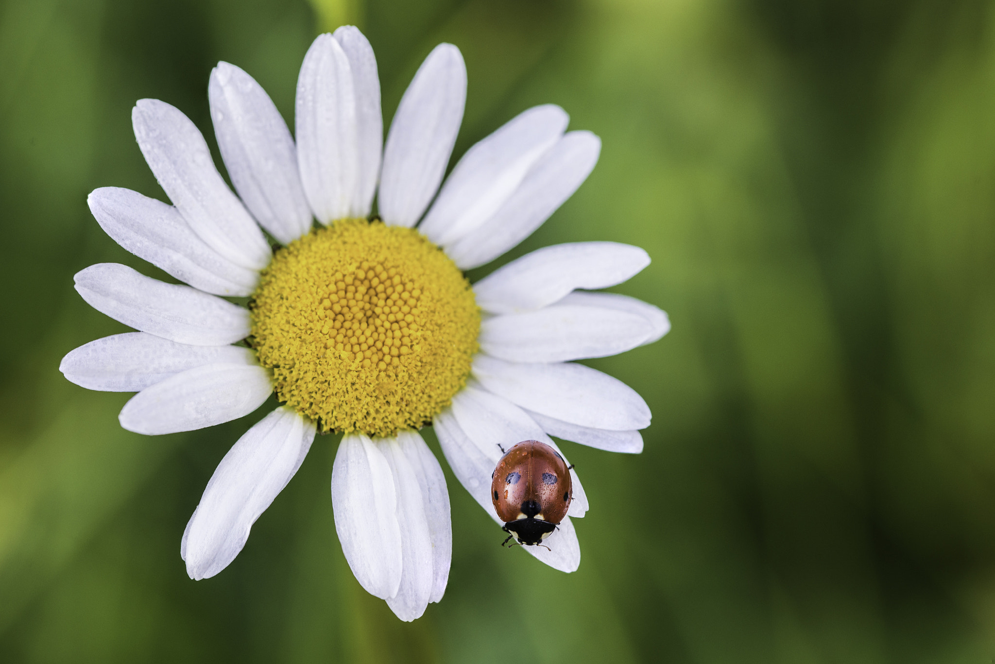 Sigma 105mm F2.8 EX DG OS HSM sample photo. Coccin photography