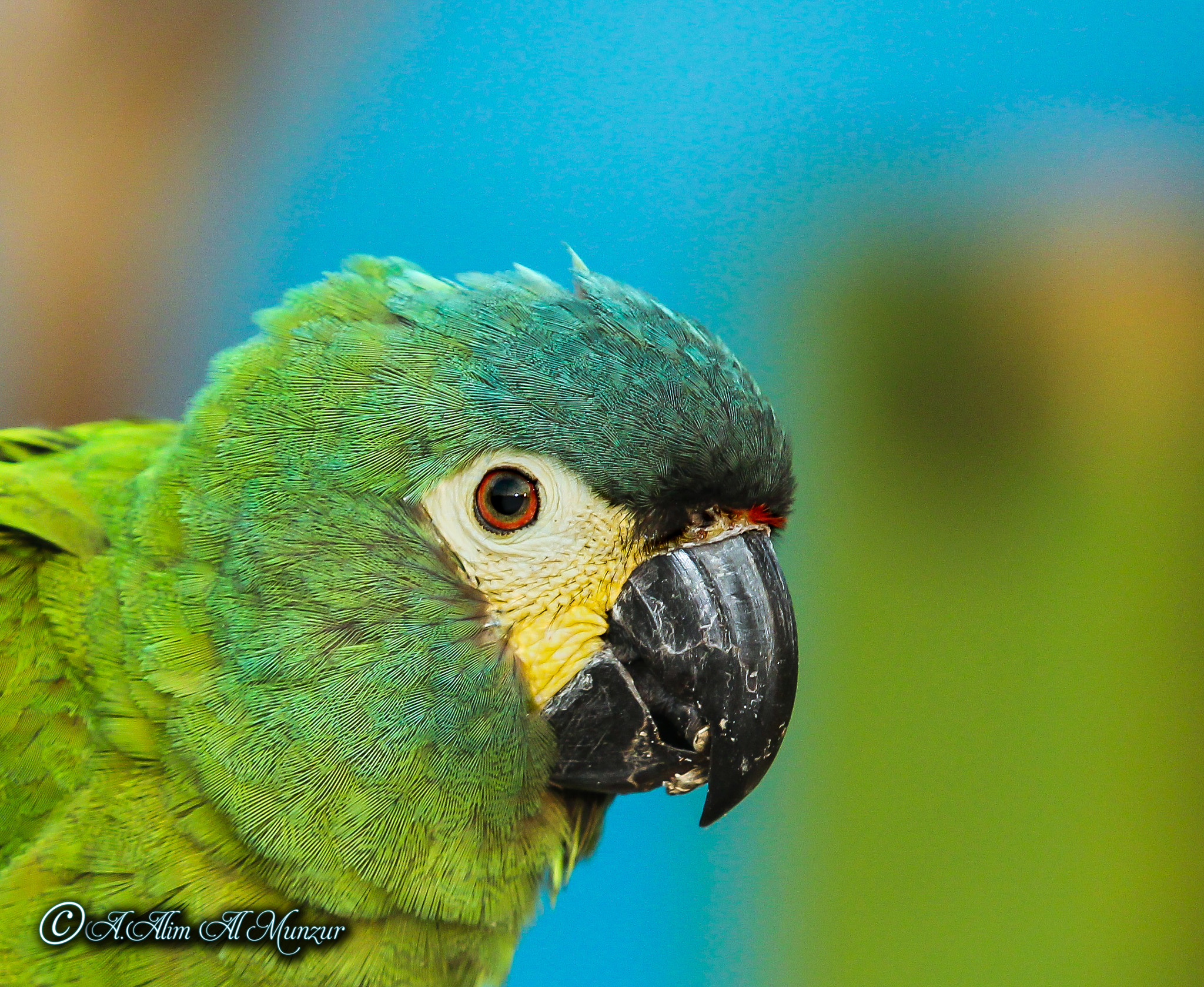 Canon EOS 650D (EOS Rebel T4i / EOS Kiss X6i) + Canon EF 70-200mm F2.8L USM sample photo. The parrot photography