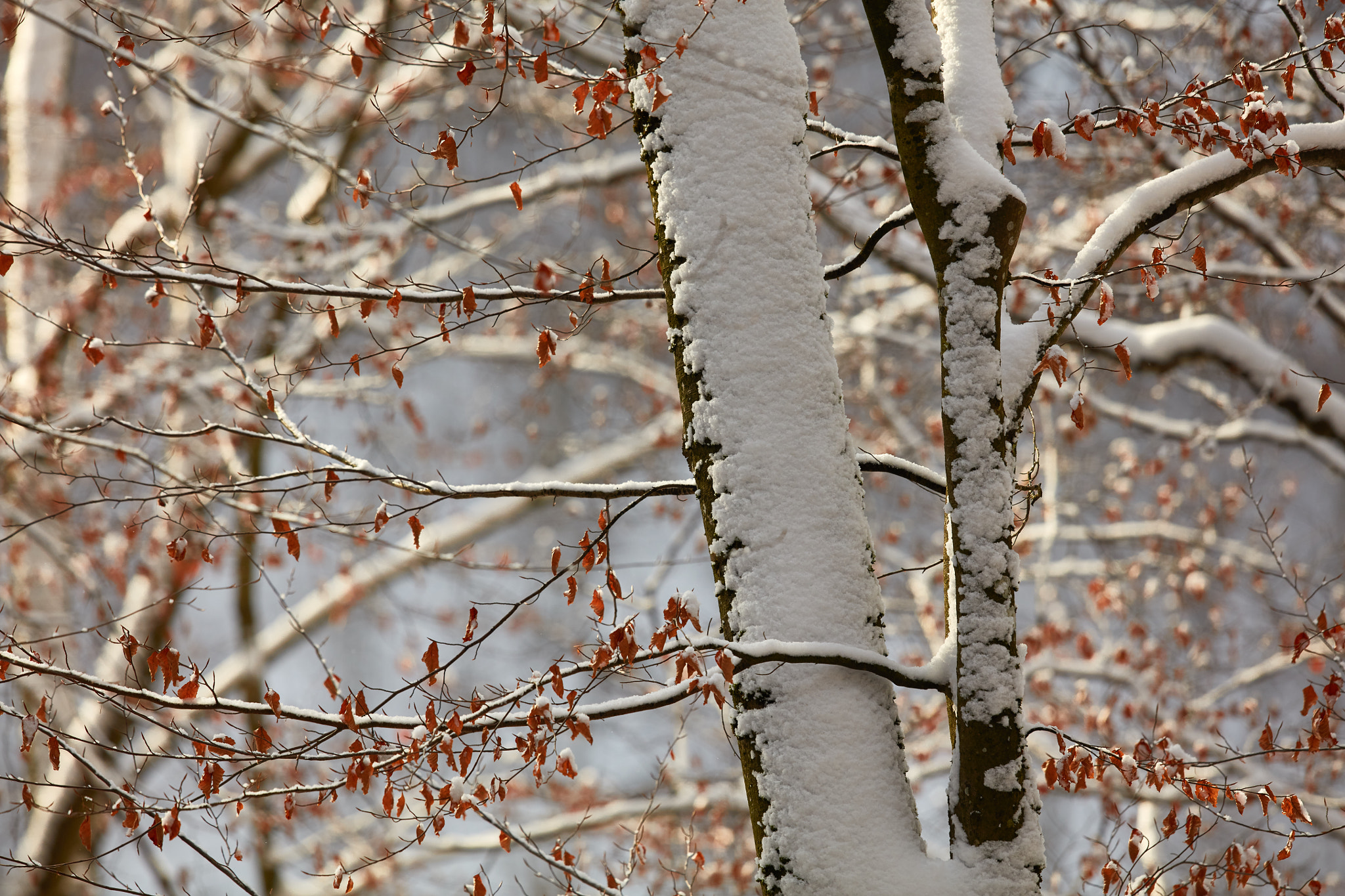 Canon EF 600mm F4L IS II USM sample photo