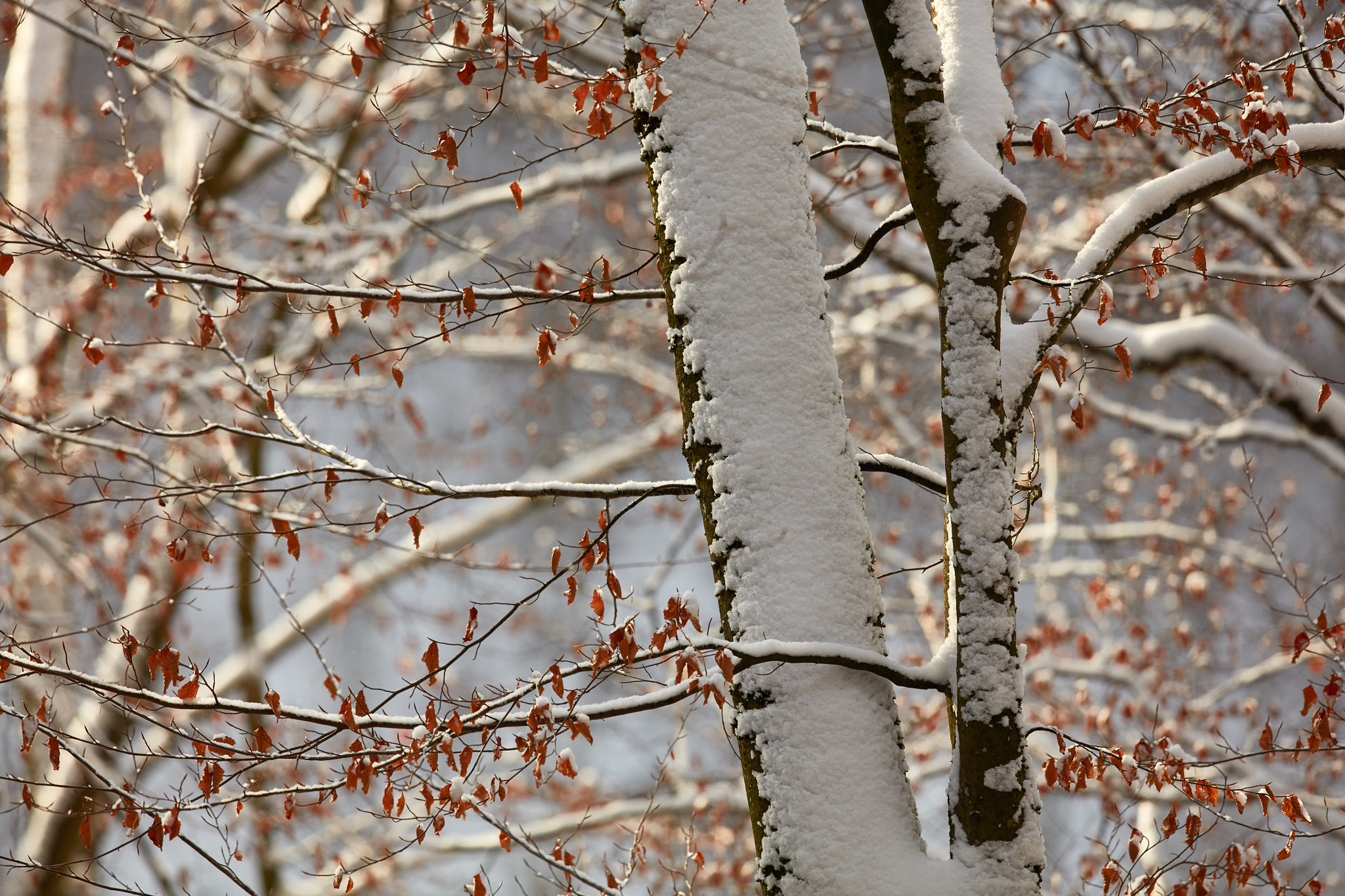 Canon EOS 5DS R + Canon EF 600mm F4L IS II USM sample photo