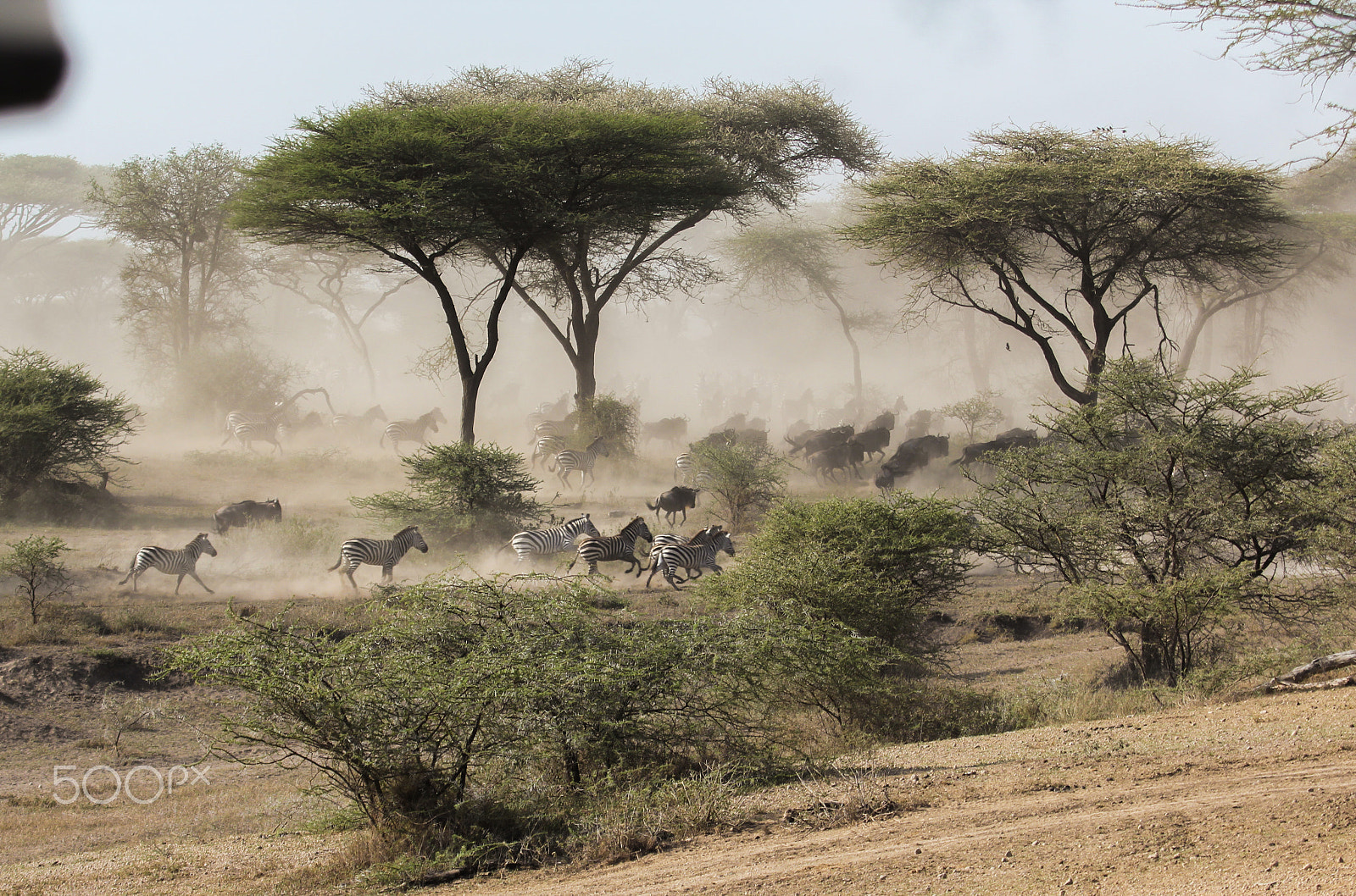 Canon EF 100-400mm F4.5-5.6L IS USM sample photo. Zebras & wildebeest on the run from predators photography