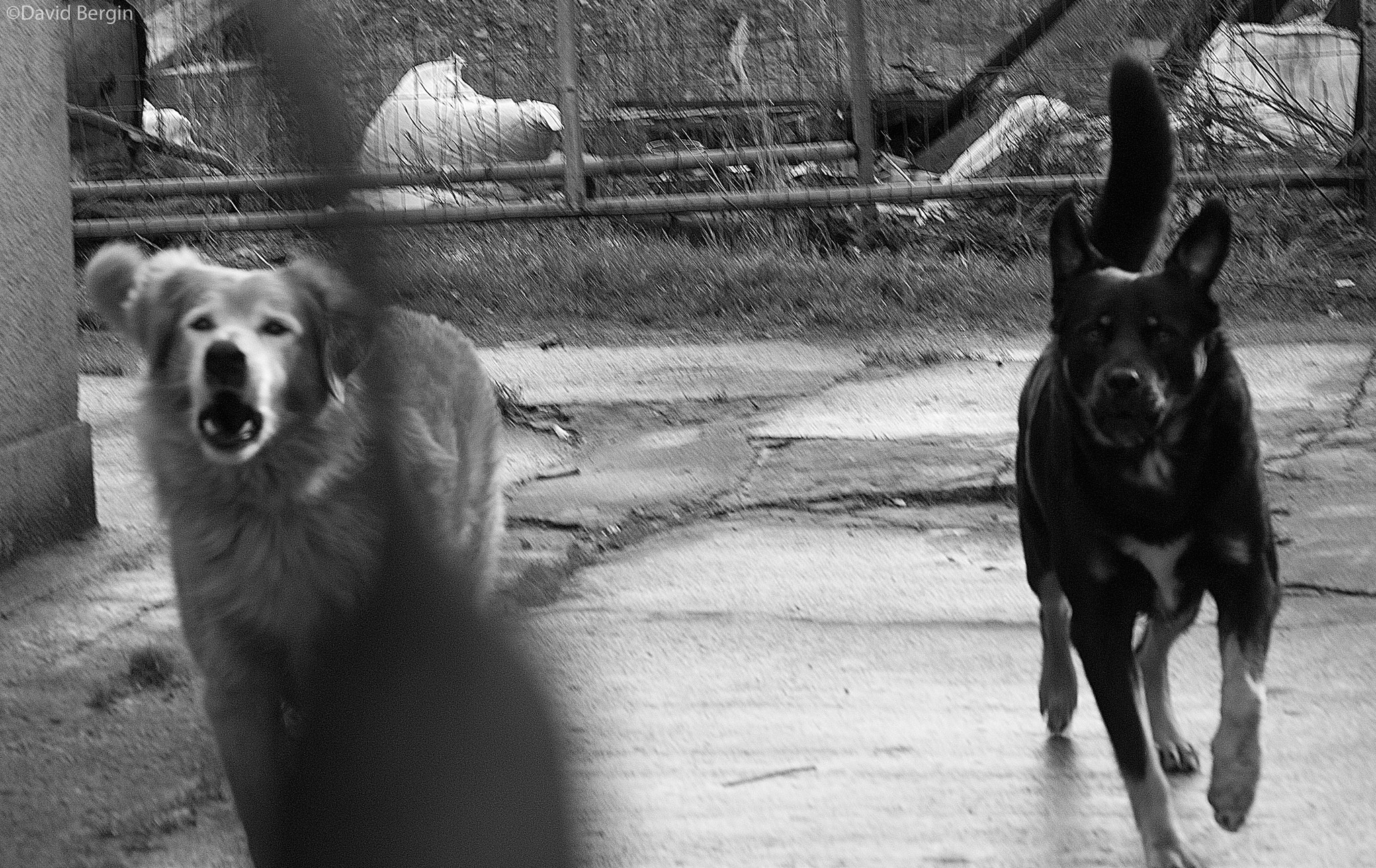 Nikon D3000 sample photo. Rush of blood photography