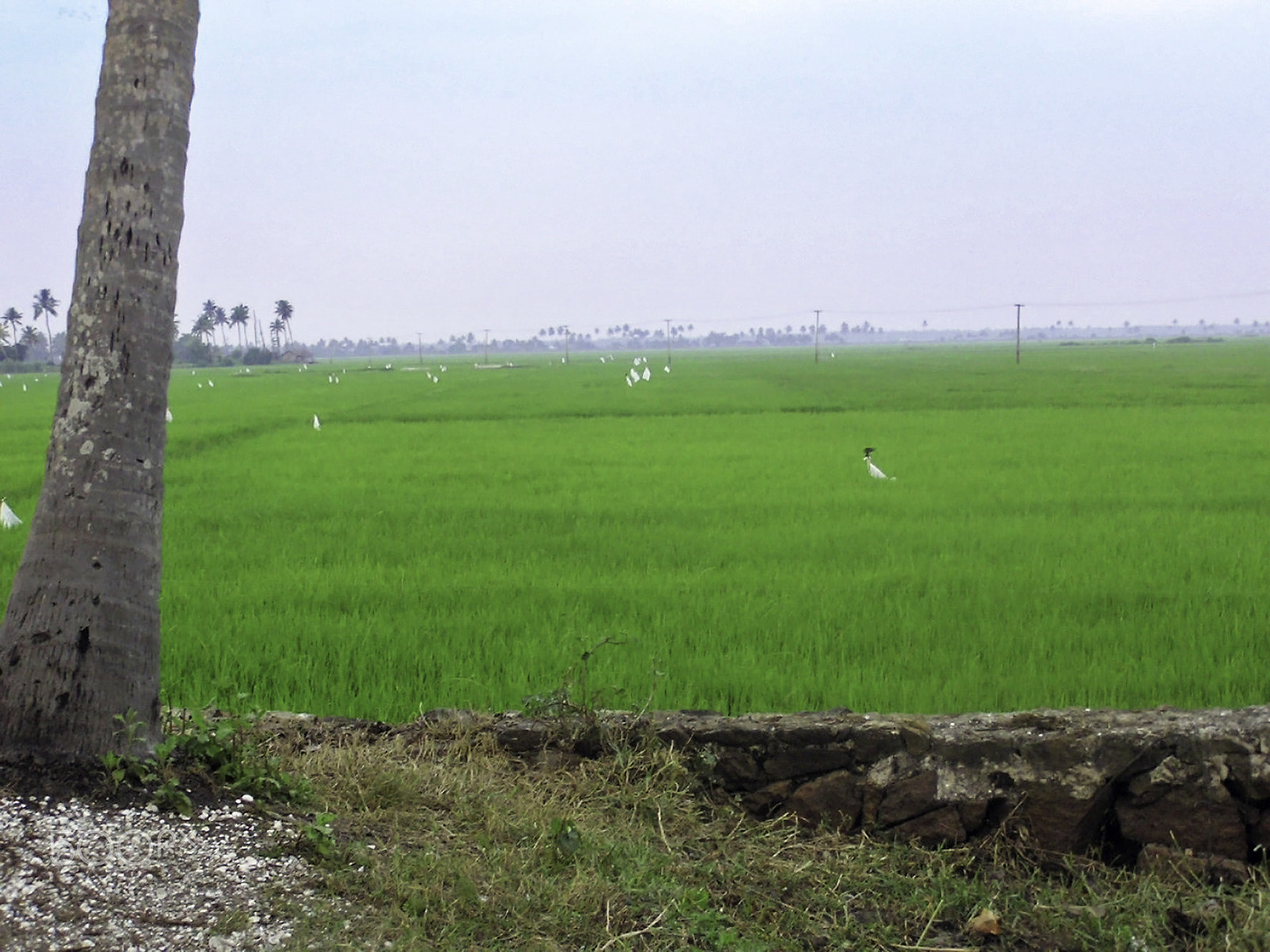 Olympus C750UZ sample photo. Green fields with birds in kerala, india photography