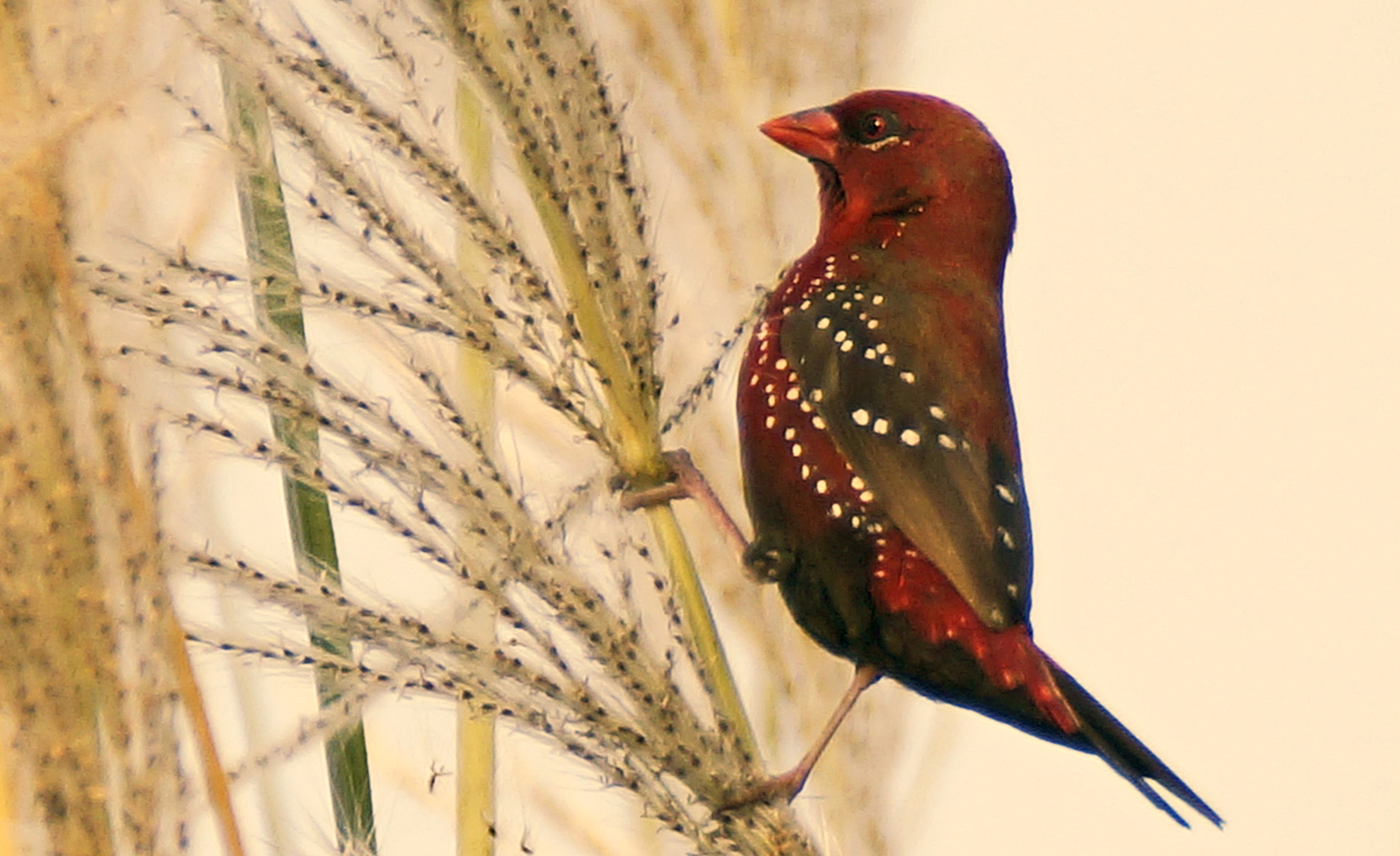 Sony SLT-A57 sample photo. The beautiful 'strawberry finch'! photography