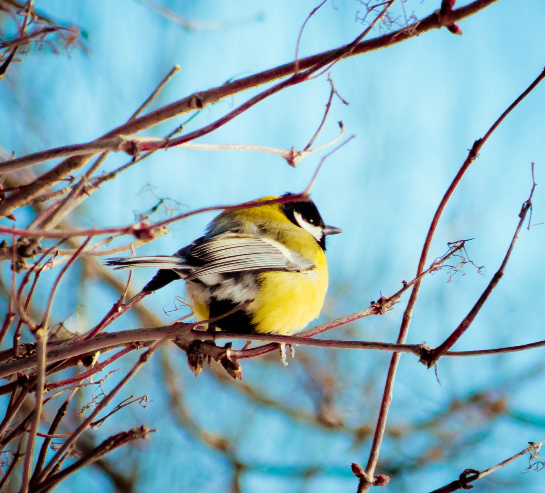 Leica V-Lux 3 sample photo. Little bird photography