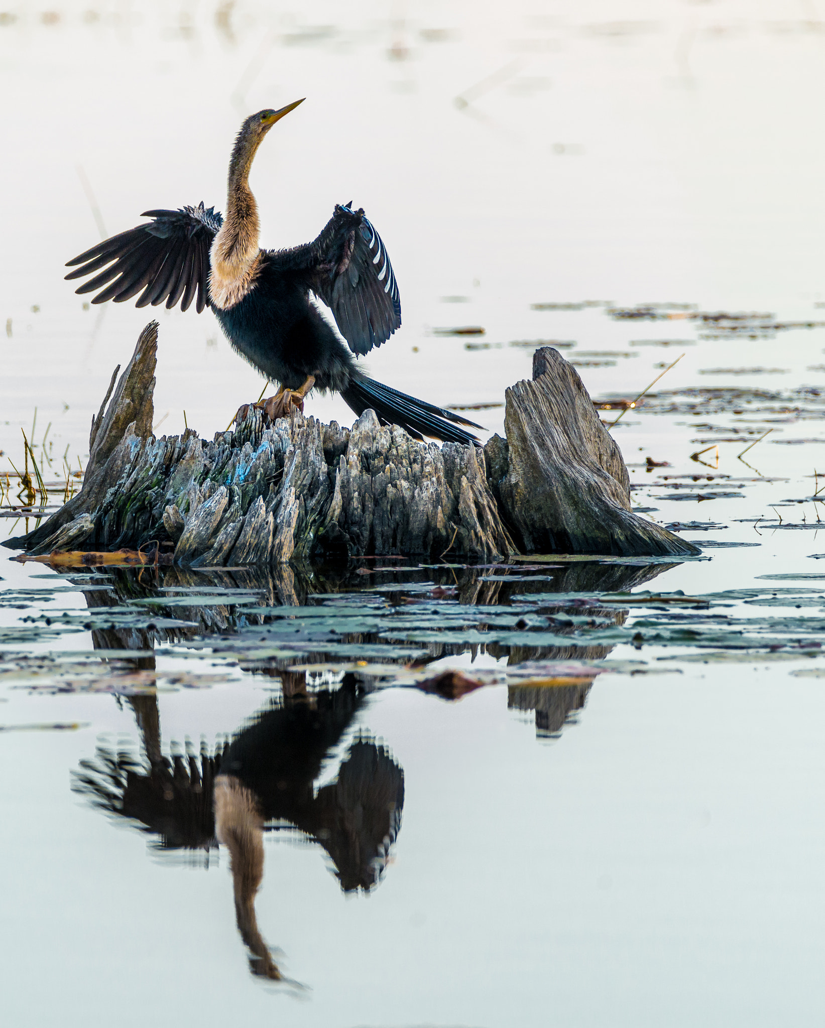 Sigma 150-600mm F5-6.3 DG OS HSM | C sample photo. Anhinga photography
