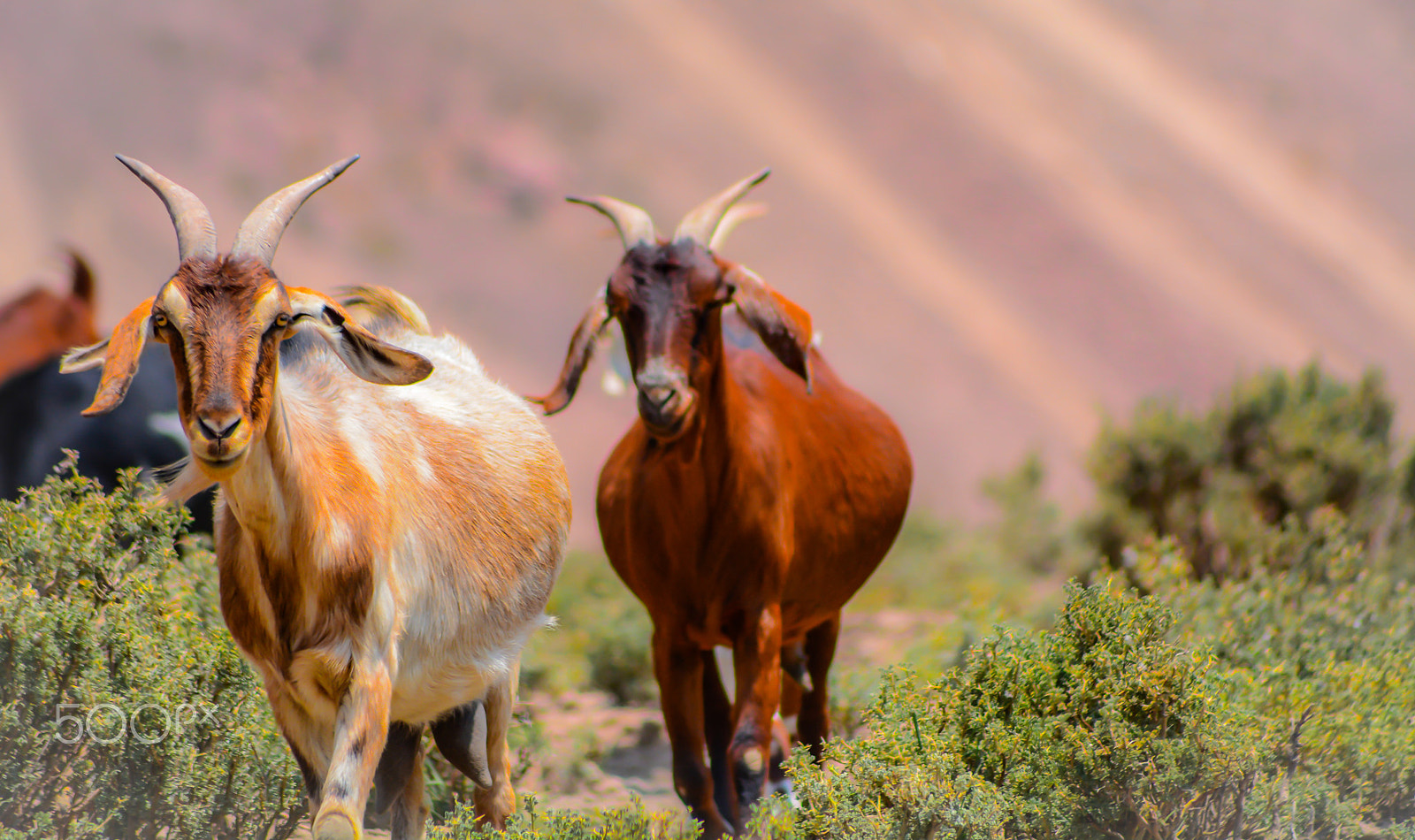 Sigma 70-300mm F4-5.6 APO DG Macro sample photo. The last animals of the mountain range! photography