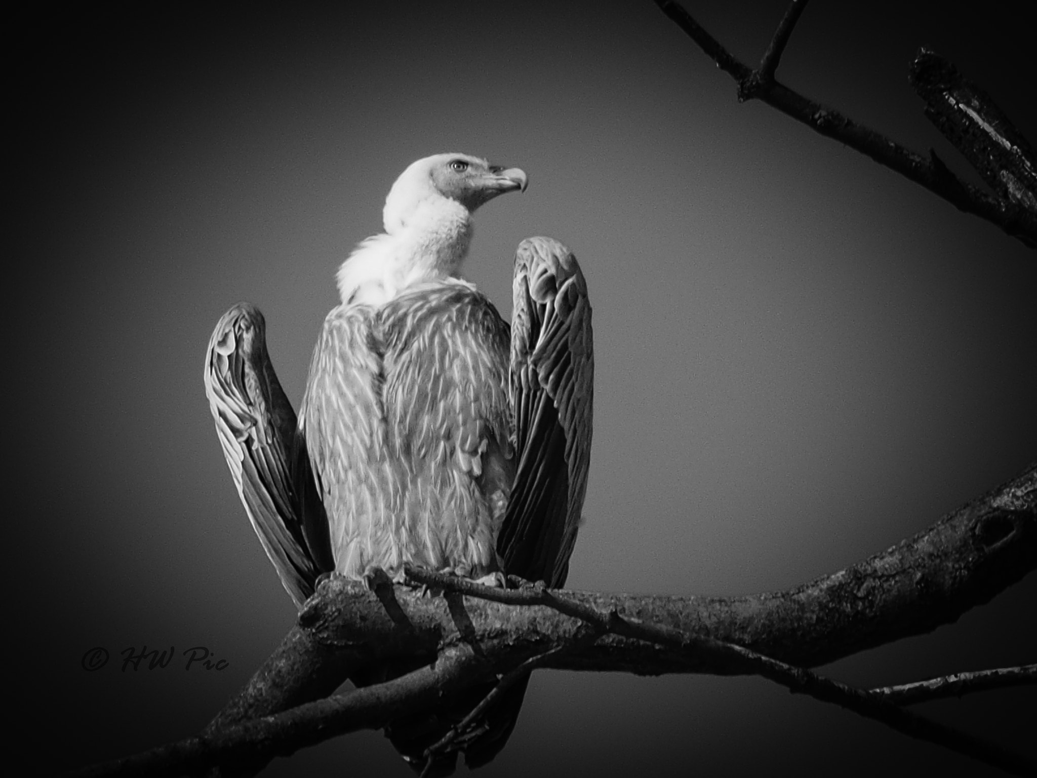 Olympus OM-D E-M1 sample photo. Vulture is watching you photography