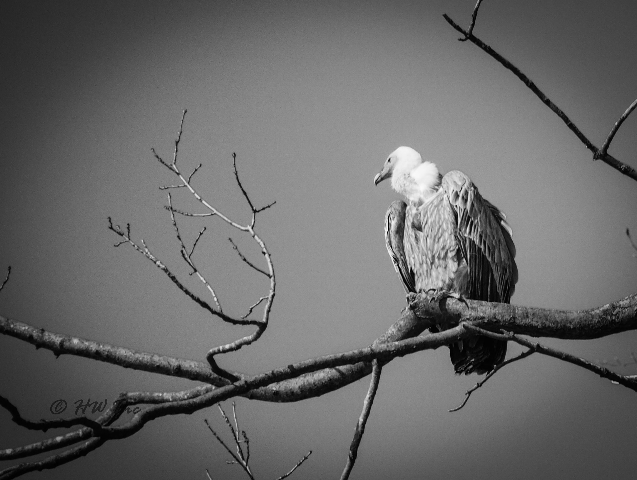 Olympus OM-D E-M1 sample photo. Vulture is watching you photography