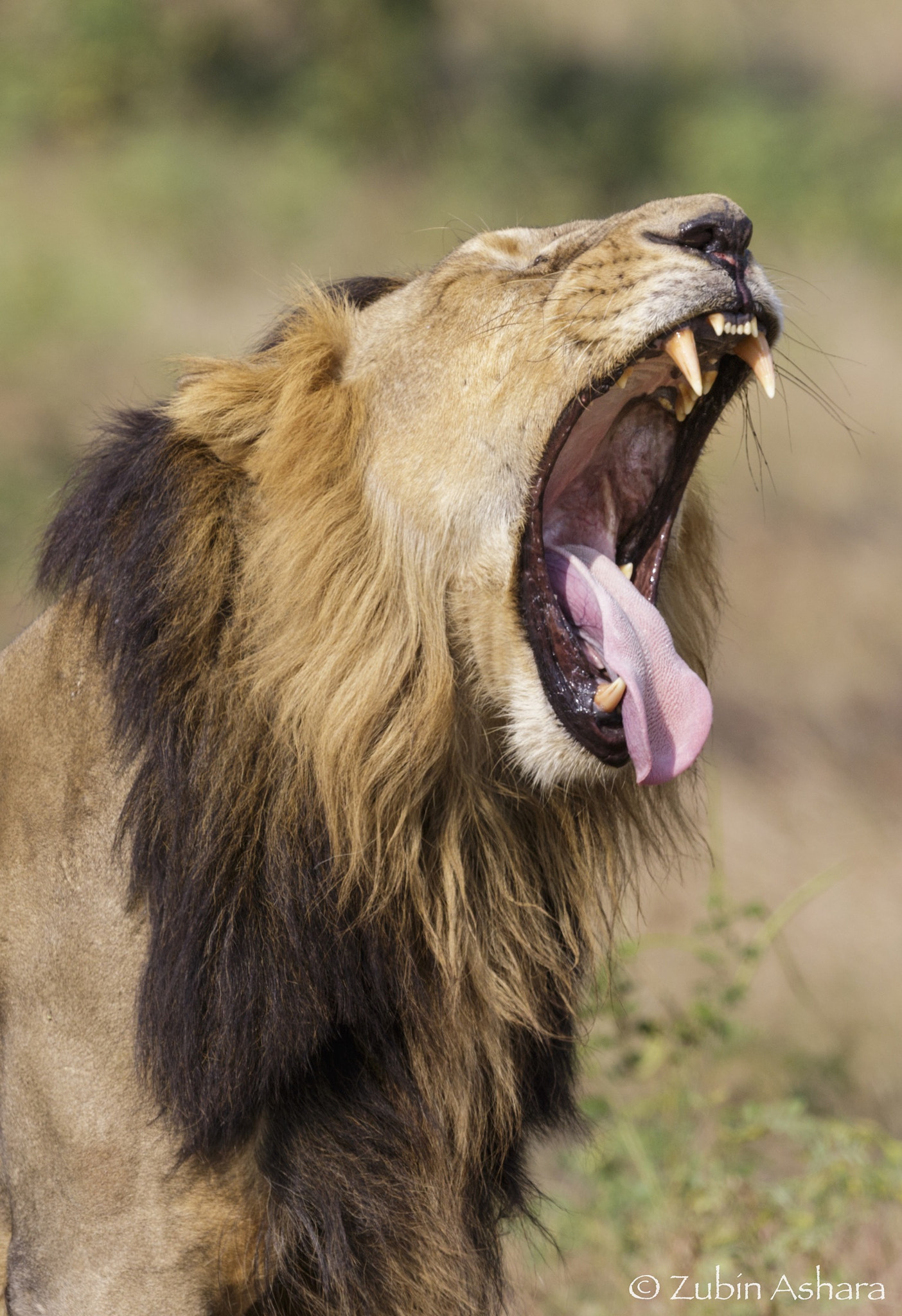 Canon EF 600mm F4L IS II USM sample photo. Asiatic lion photography