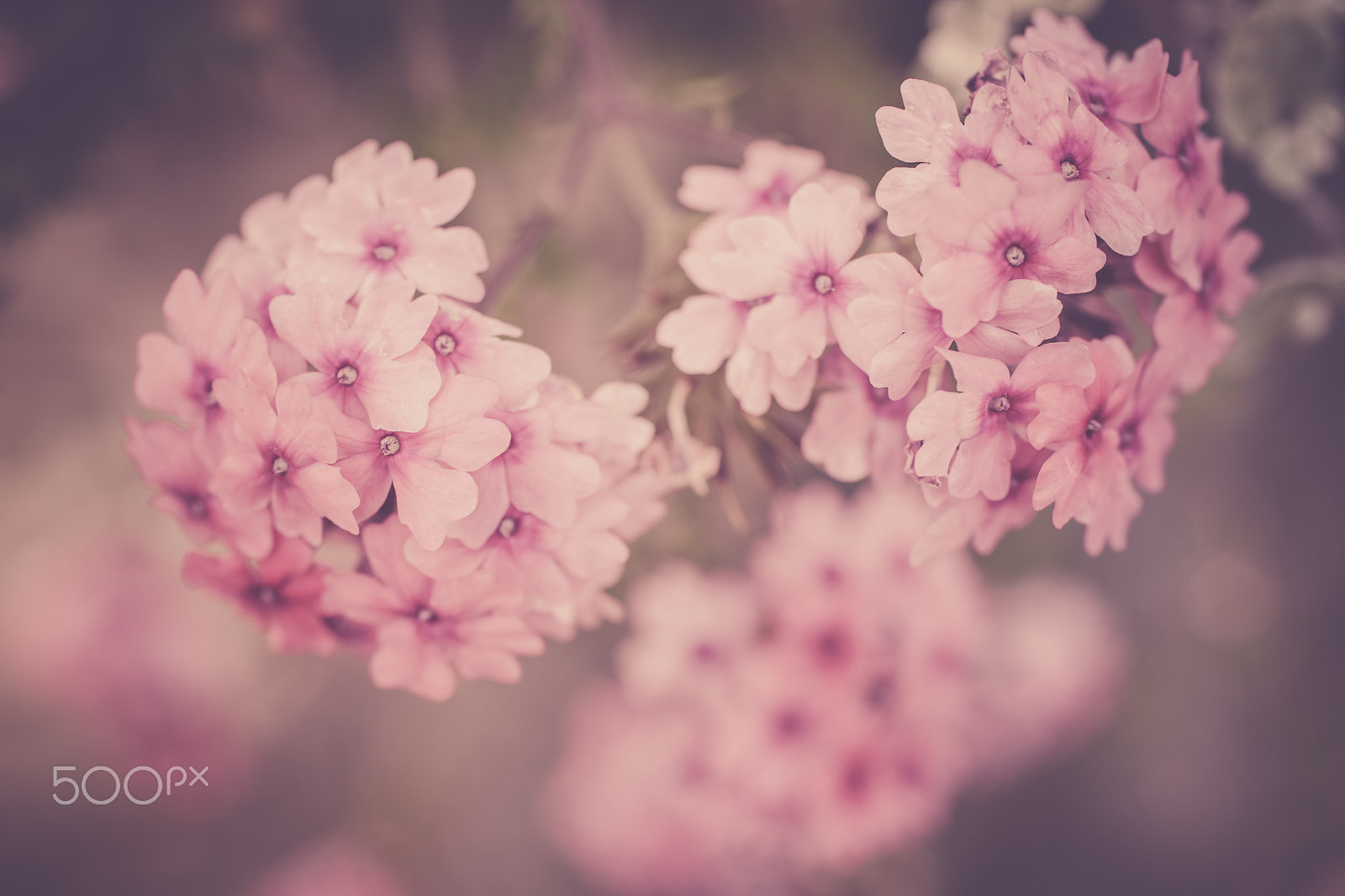 Canon EF 50mm F2.5 Macro sample photo. Verbena flowers on bokeh background photography