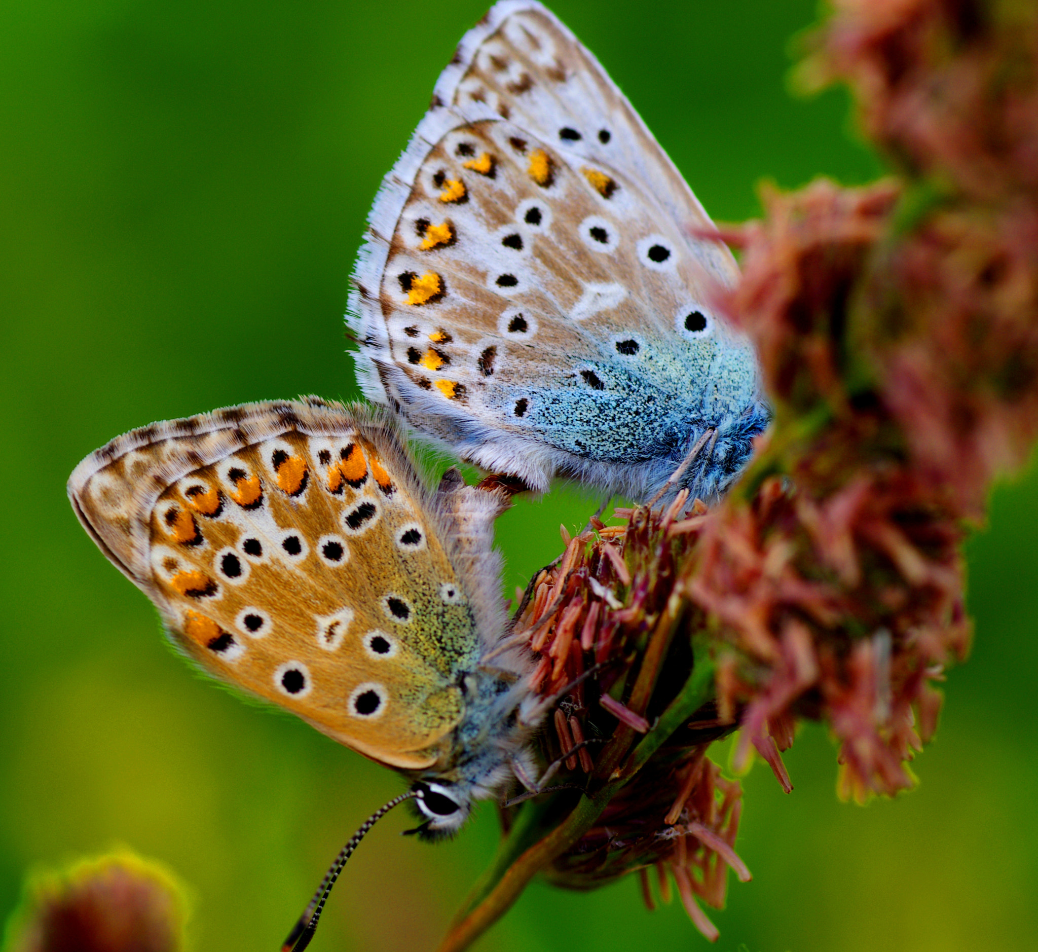 Pentax K-5 sample photo. Butterflies photography