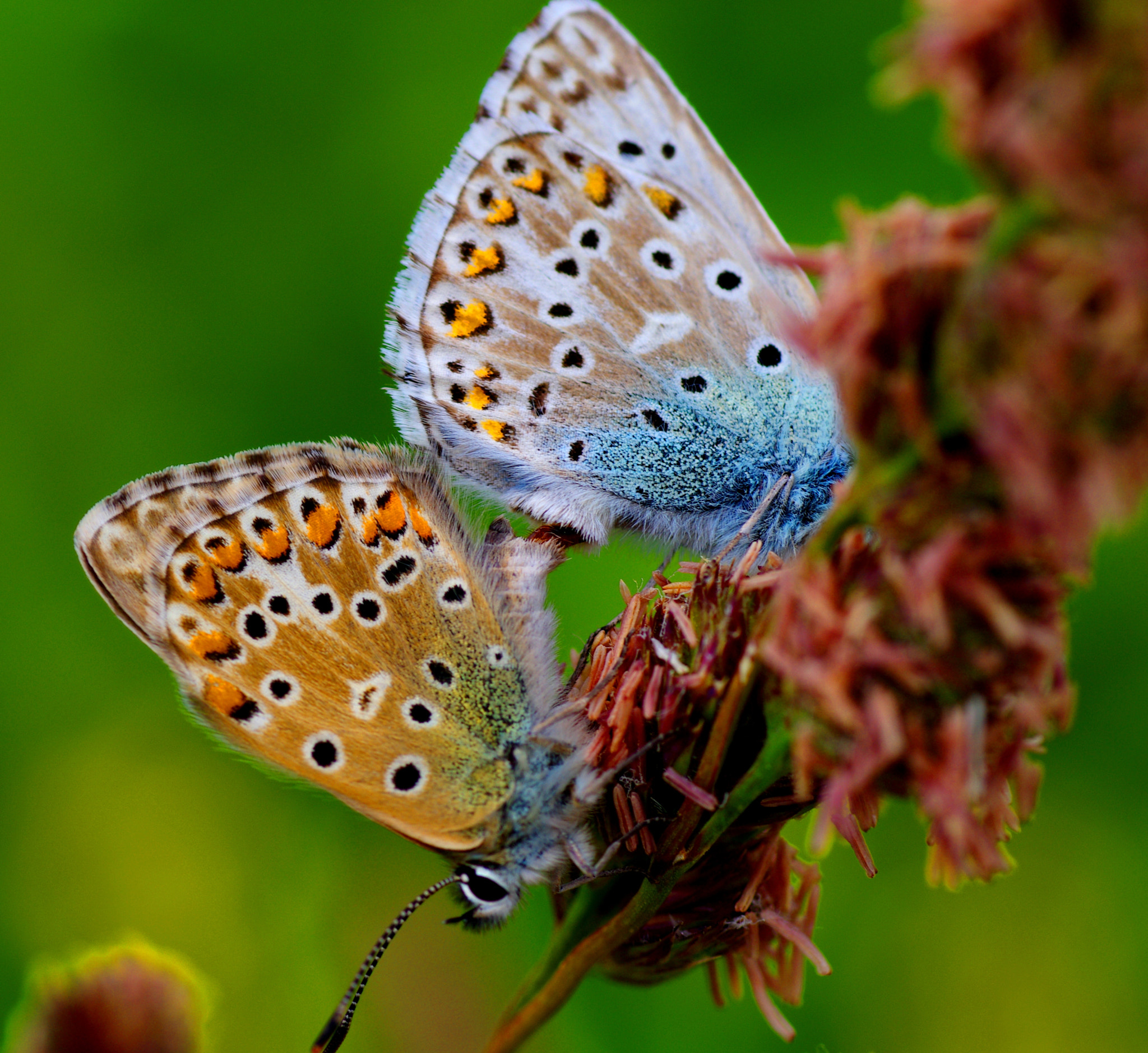 Tamron SP AF 90mm F2.8 Di Macro sample photo. Butterflies photography