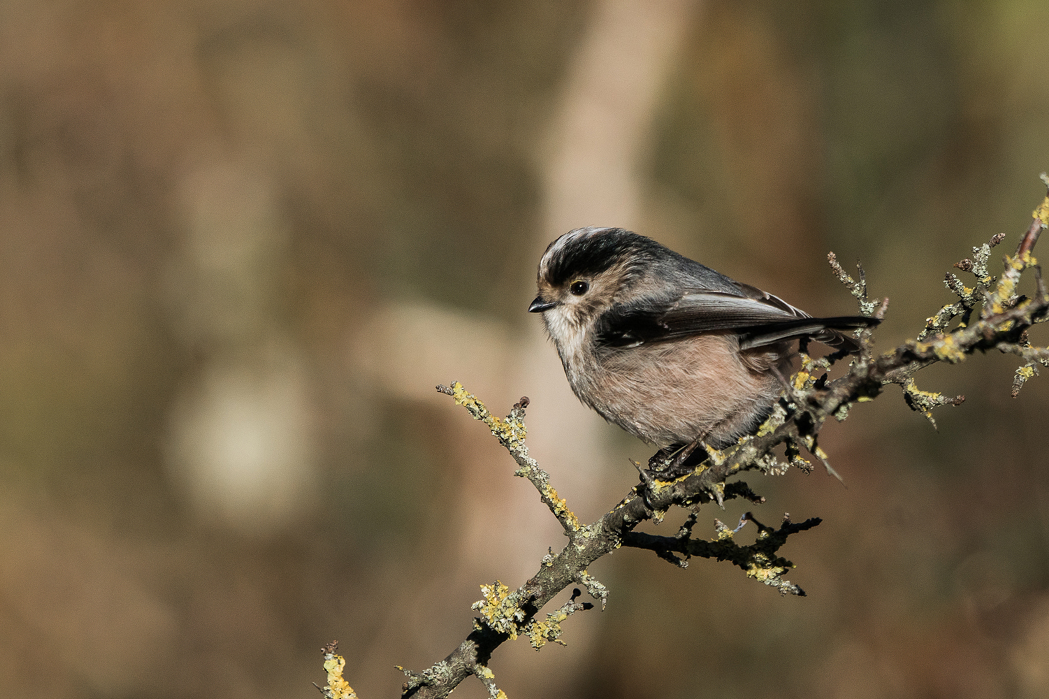 Sony 70-400mm F4-5.6 G SSM II sample photo. Aegithalos caudatus photography