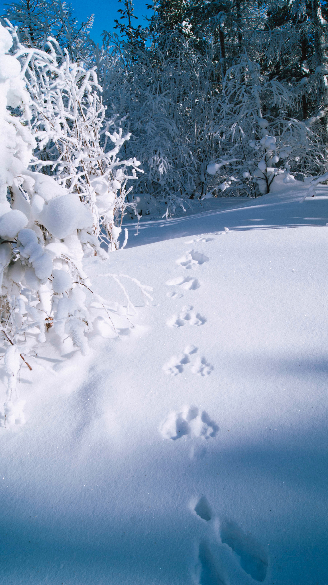 Sony Alpha DSLR-A330 + Sony DT 18-55mm F3.5-5.6 SAM sample photo. Hare tracks photography