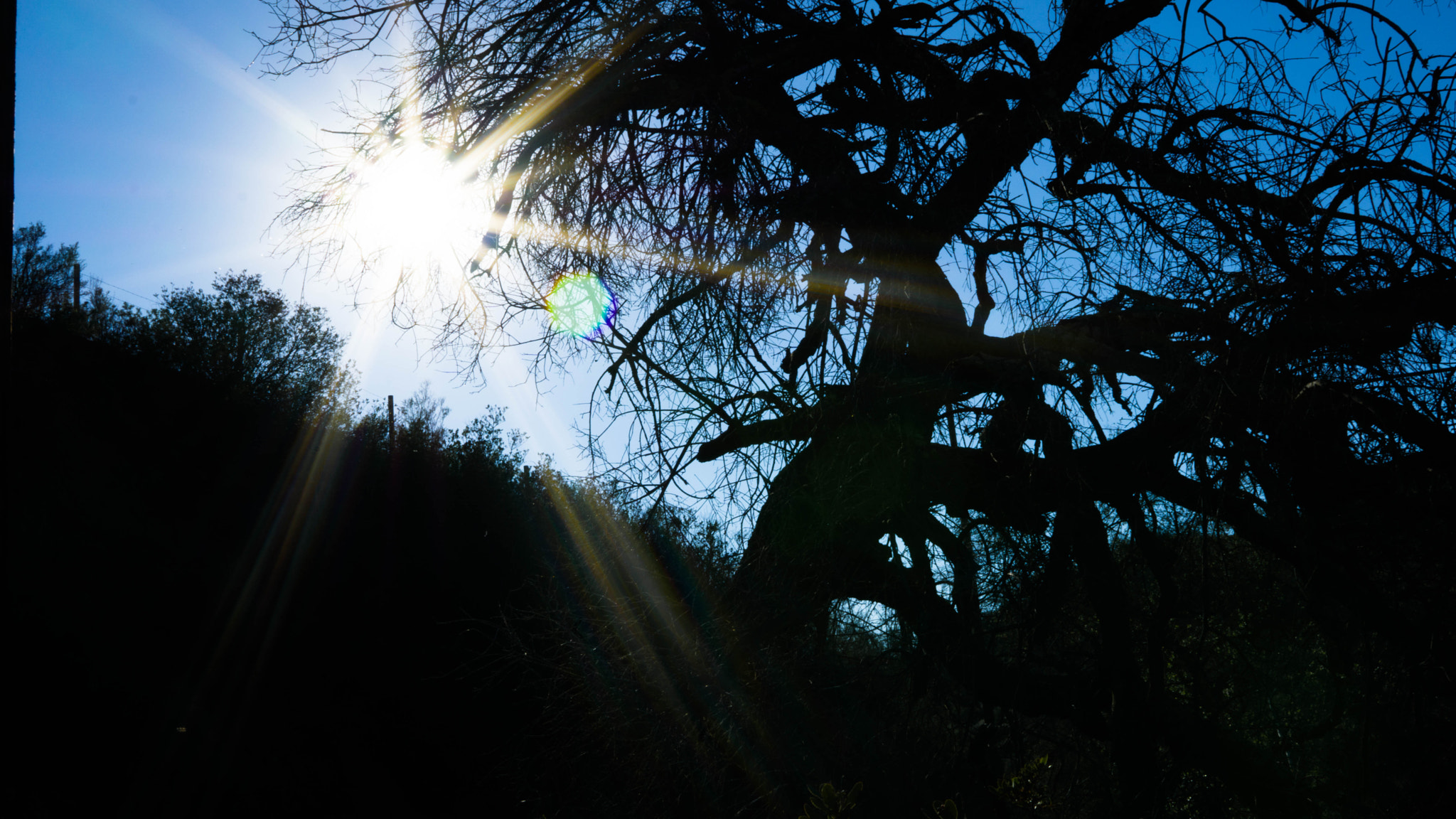 Sony a6000 + Sigma 30mm F2.8 EX DN sample photo. Willow tree photography