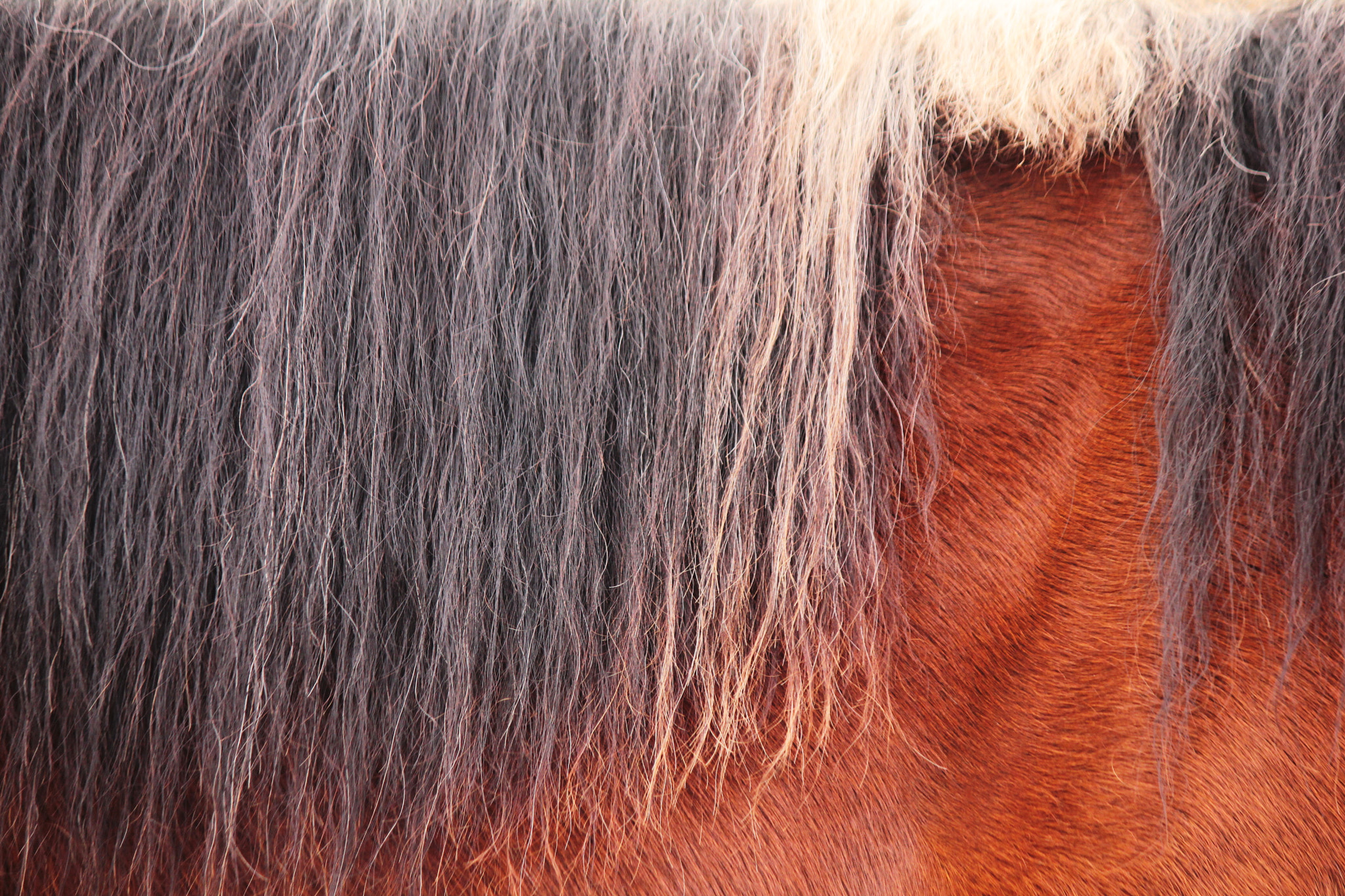 Canon EF-S 55-250mm F4-5.6 IS II sample photo. Mane shot photography