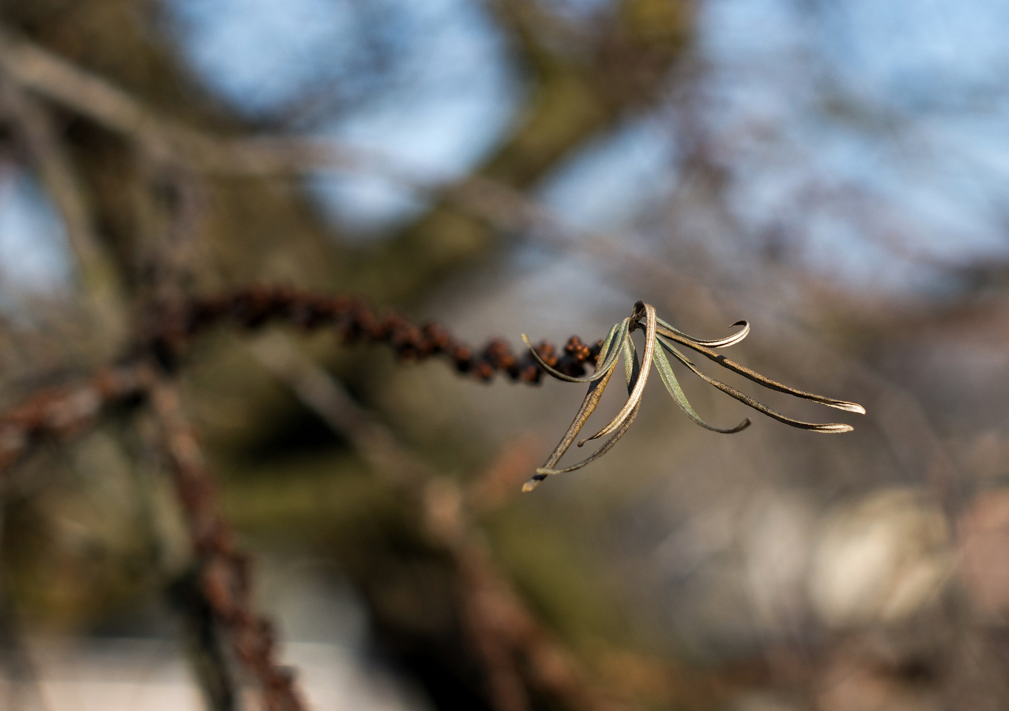 Pentax K-50 sample photo