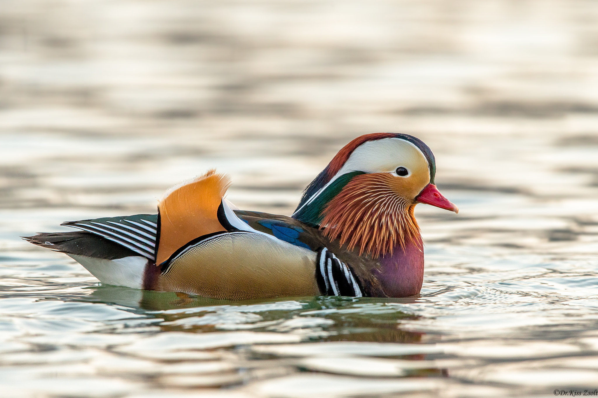 Canon EF 600mm F4L IS II USM sample photo. Mandarin duck photography