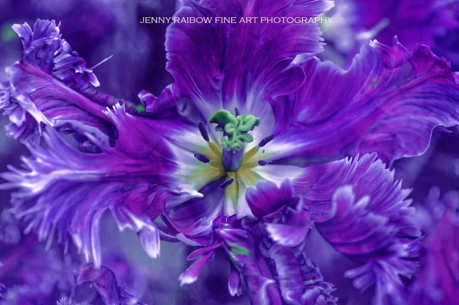 Nikon D700 sample photo. Mysterious parrot tulip photography