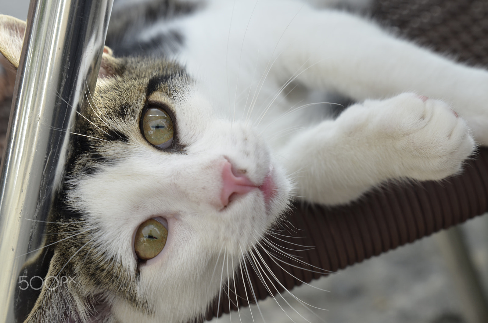 Tamron SP 24-70mm F2.8 Di VC USD sample photo. Curious cat photography